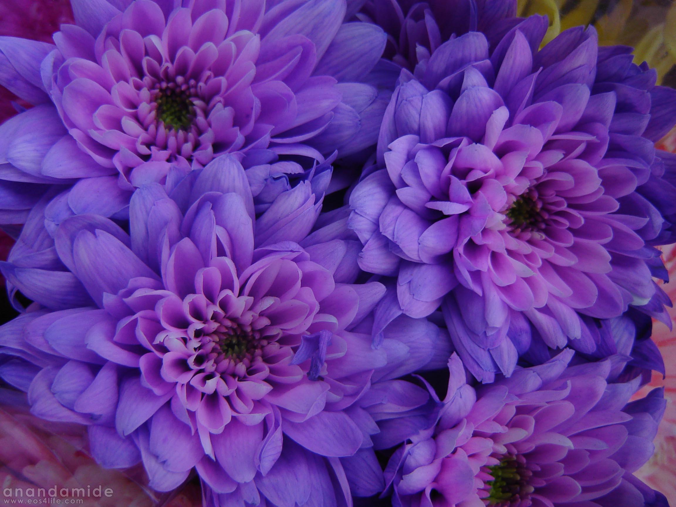 2304x1728 Free download tags flower wallpaper lily flower wallpaper pink flower wallpaper [2304x1728] for your Desktop, Mobile & Tablet. Explore Free Wallpaper Fall Flower Baskets. Autumn Flower Picture for Wallpaper