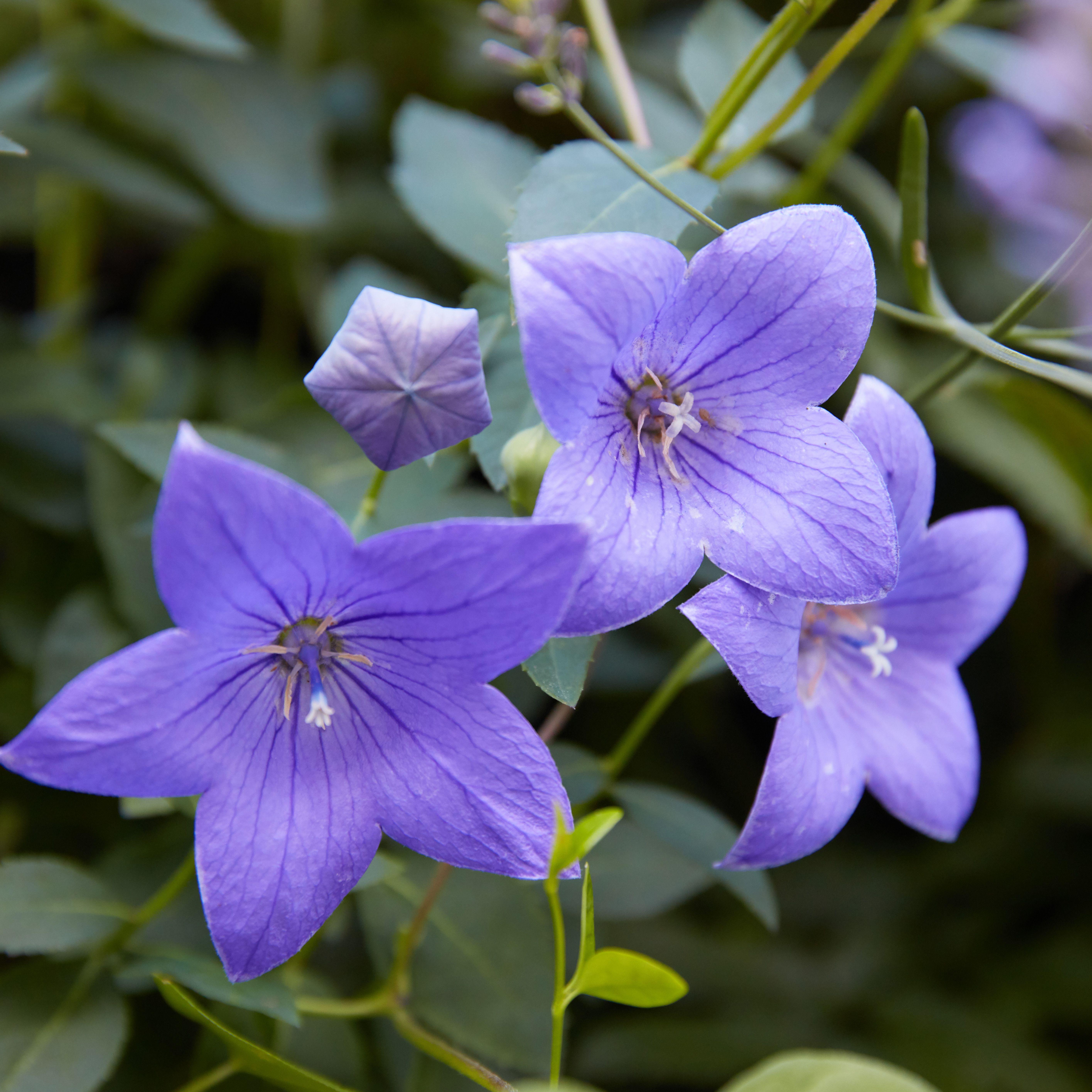 5663x5663 Best Fall Blooming Flowers For Your Perennial Garden