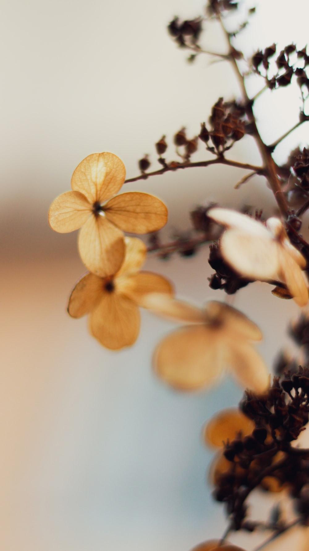 1000x1778 Autumn Flowers Picture. Download Free Image