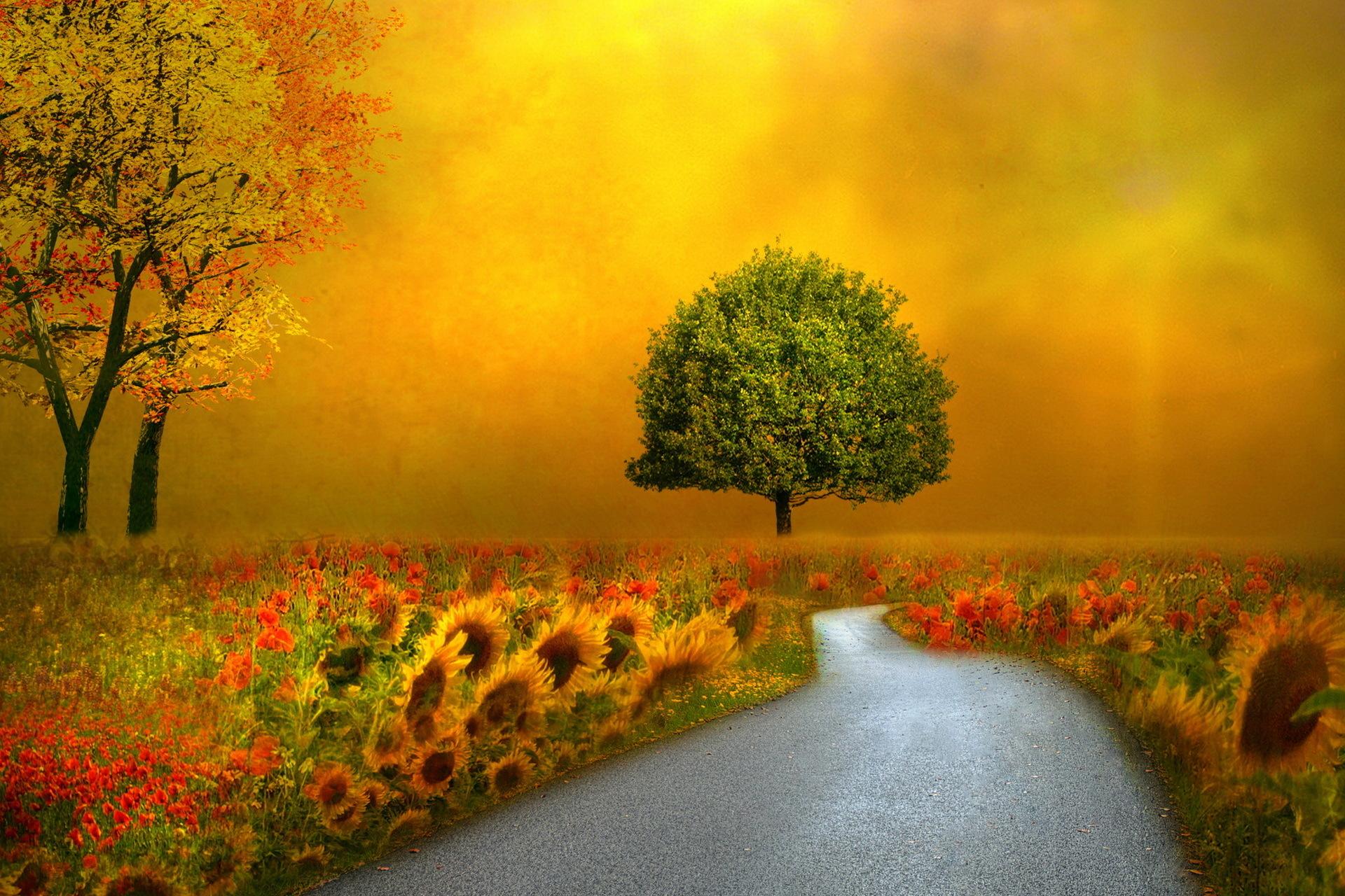 1920x1280 Free download nature autumn fall seasons flowers roads pathways wallpaper background [1920x1280] for your Desktop, Mobile & Tablet. Explore Fall Flowers Wallpaper. Autumn Flower Picture for Wallpaper, Fall Flower