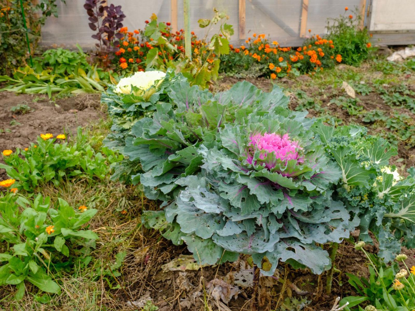 1600x1200 Cold Temperature Plants: Best Plants For A Fall Garden