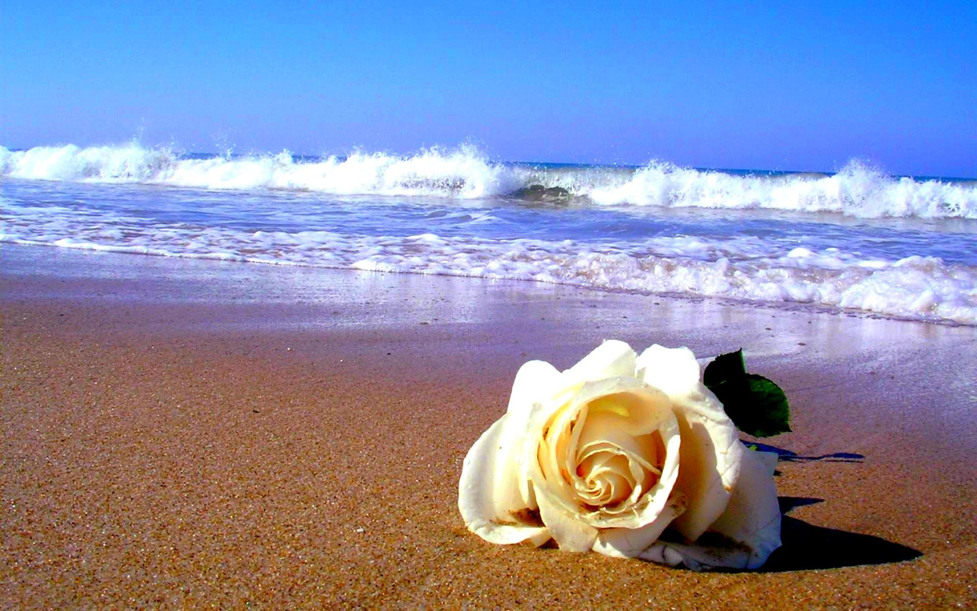 Желаю океана любви. Розы на берегу моря. Море роз. Букет роз на фоне моря. Цветы и море.
