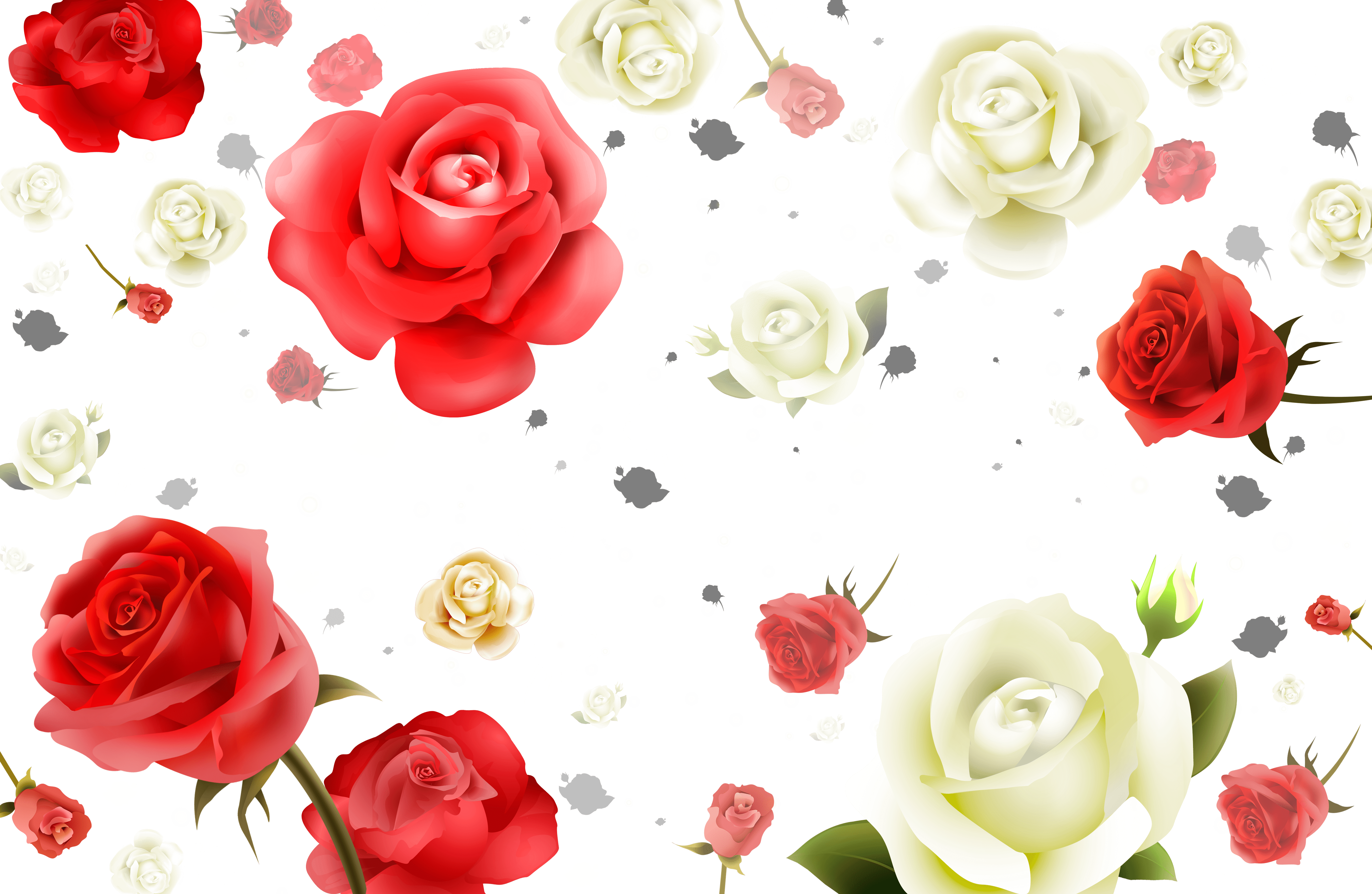 5175x3375 Beach Rose Flower Petal Wallpaper On Flower. Full Size PNG Download