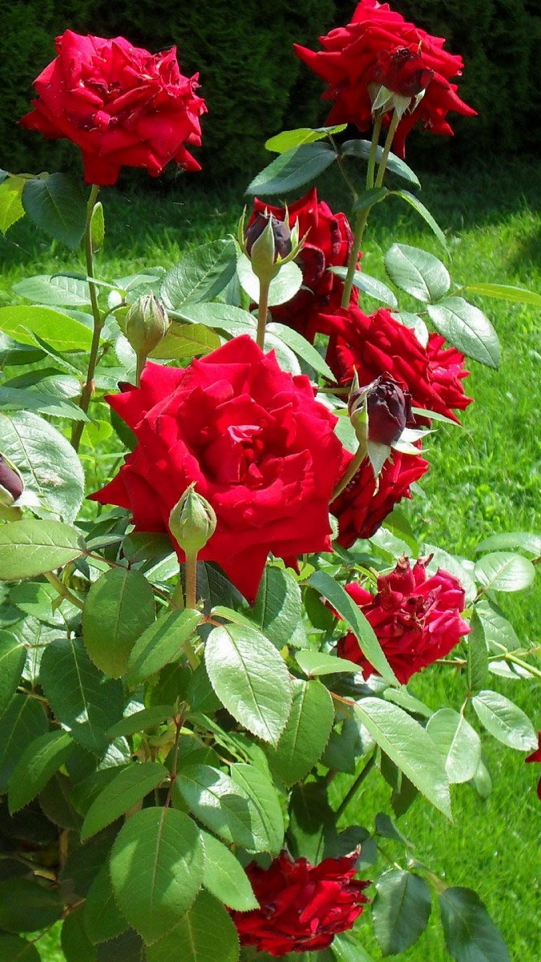 1080x1920 Red Rose Beach Wallpaper : Best Blood Wallpaper. Download Free Image
