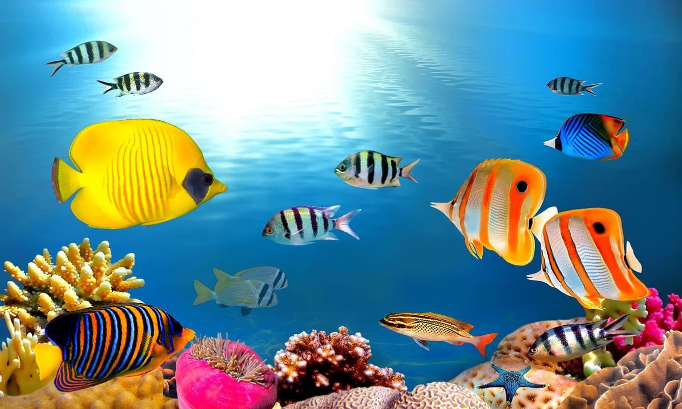 1366x820 Under Sea Tropical Fish Wallpaper Mural