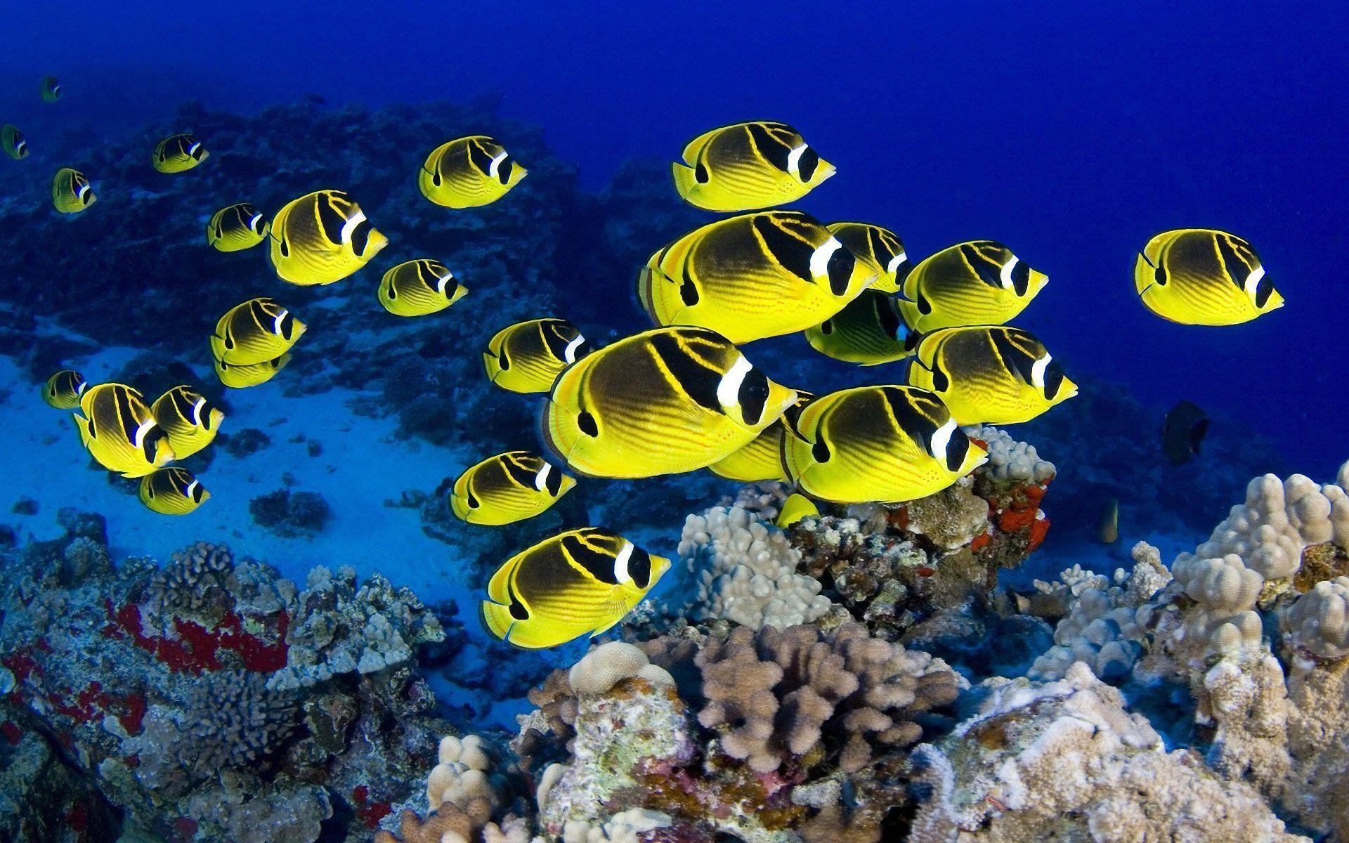 1920x1200 Tropical Fish Wallpaper