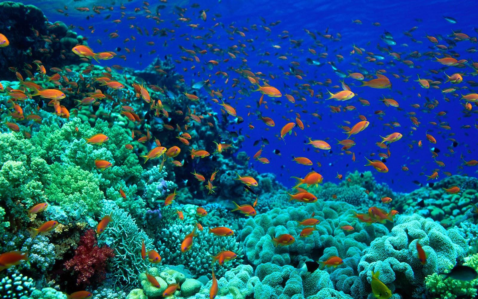 1600x1000 Free download Fish Picture Ocean Wallpaper Chapter 1 HD Animal Wallpaper [1600x1000] for your Desktop, Mobile & Tablet. Explore Ocean Fish Wallpaper. Fish Wallpaper for Walls, Animated Ocean Desktop