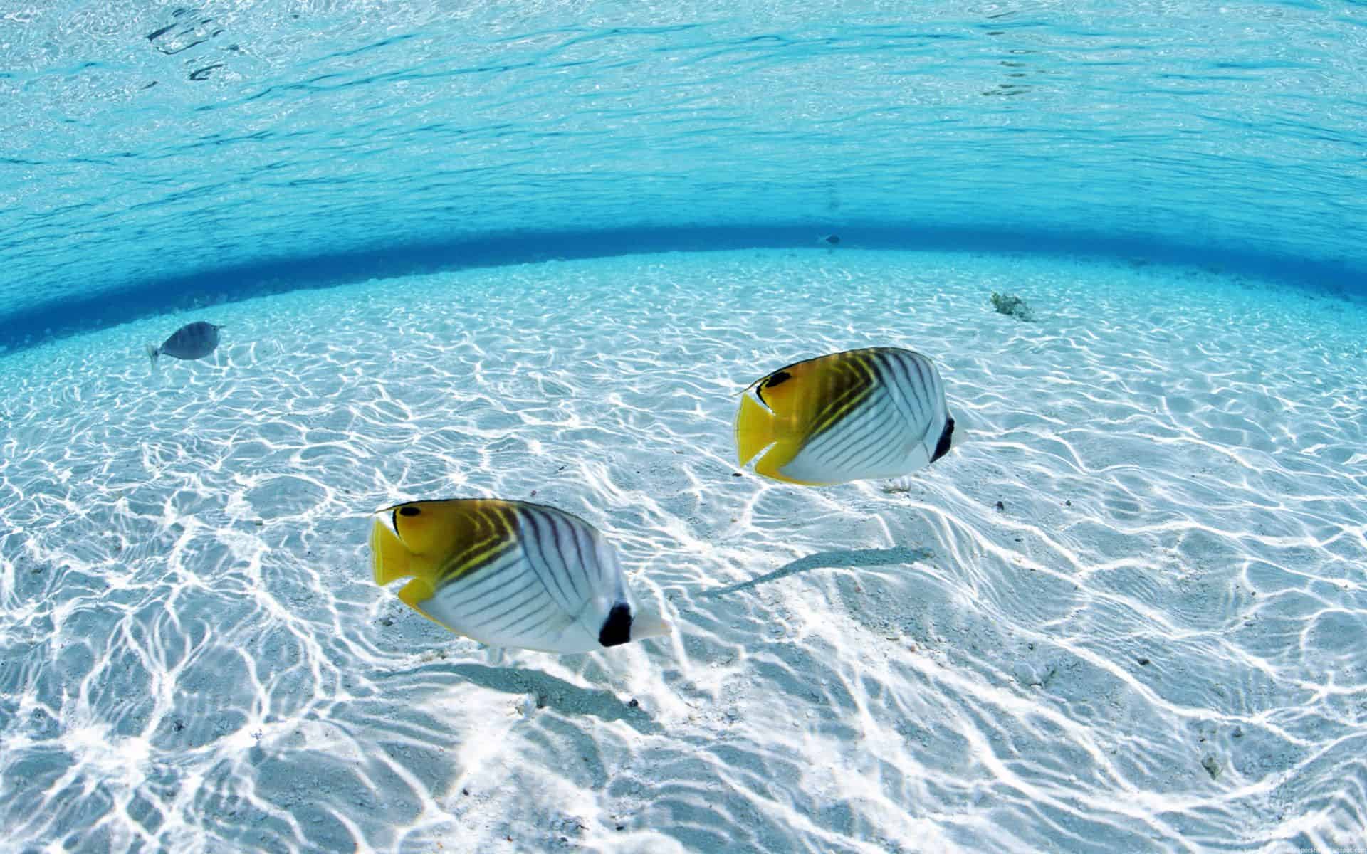 1920x1200 Fish Wallpaper 036 Wallpaper HD