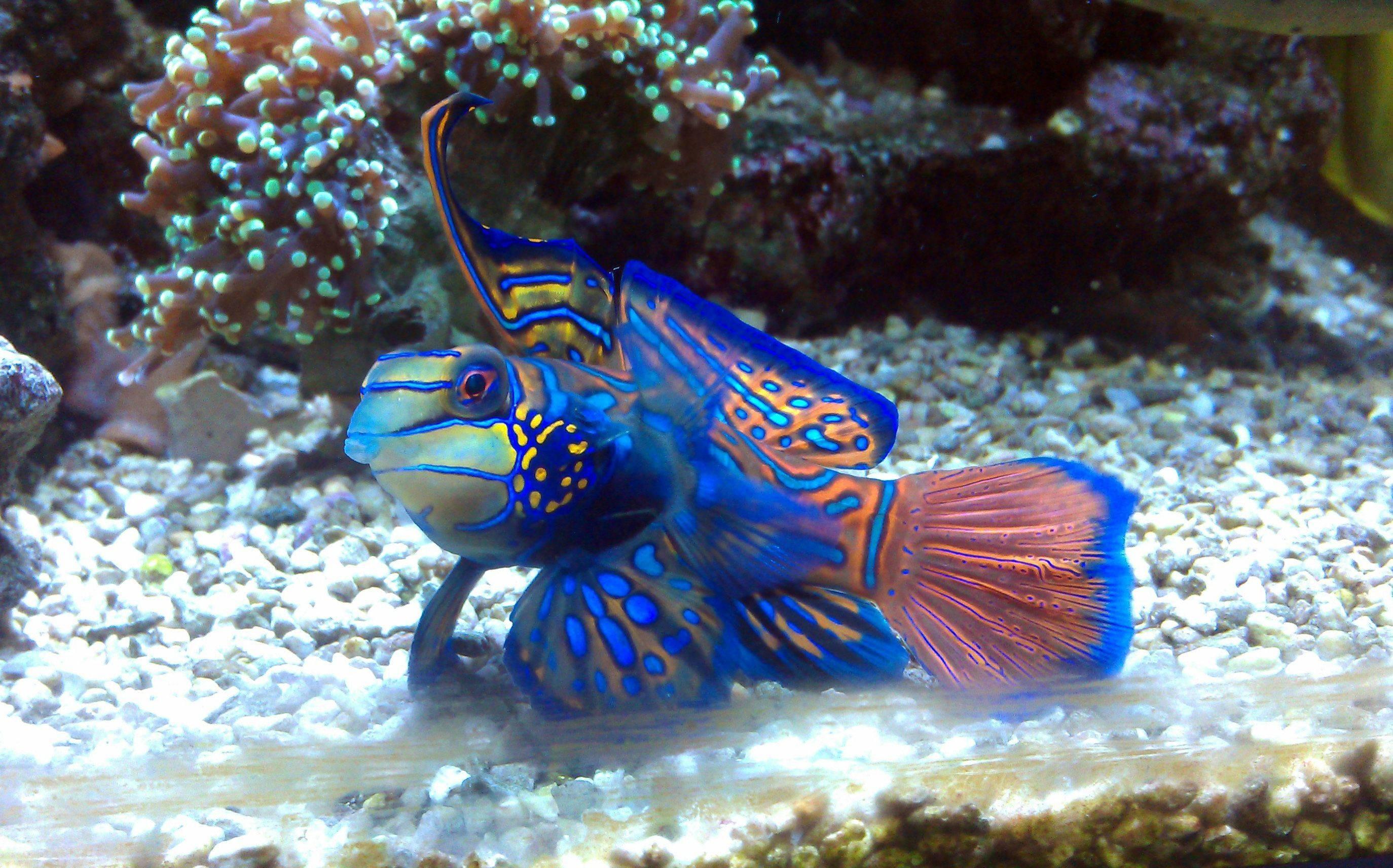 2748x1712 Cool Marine Wallpaper