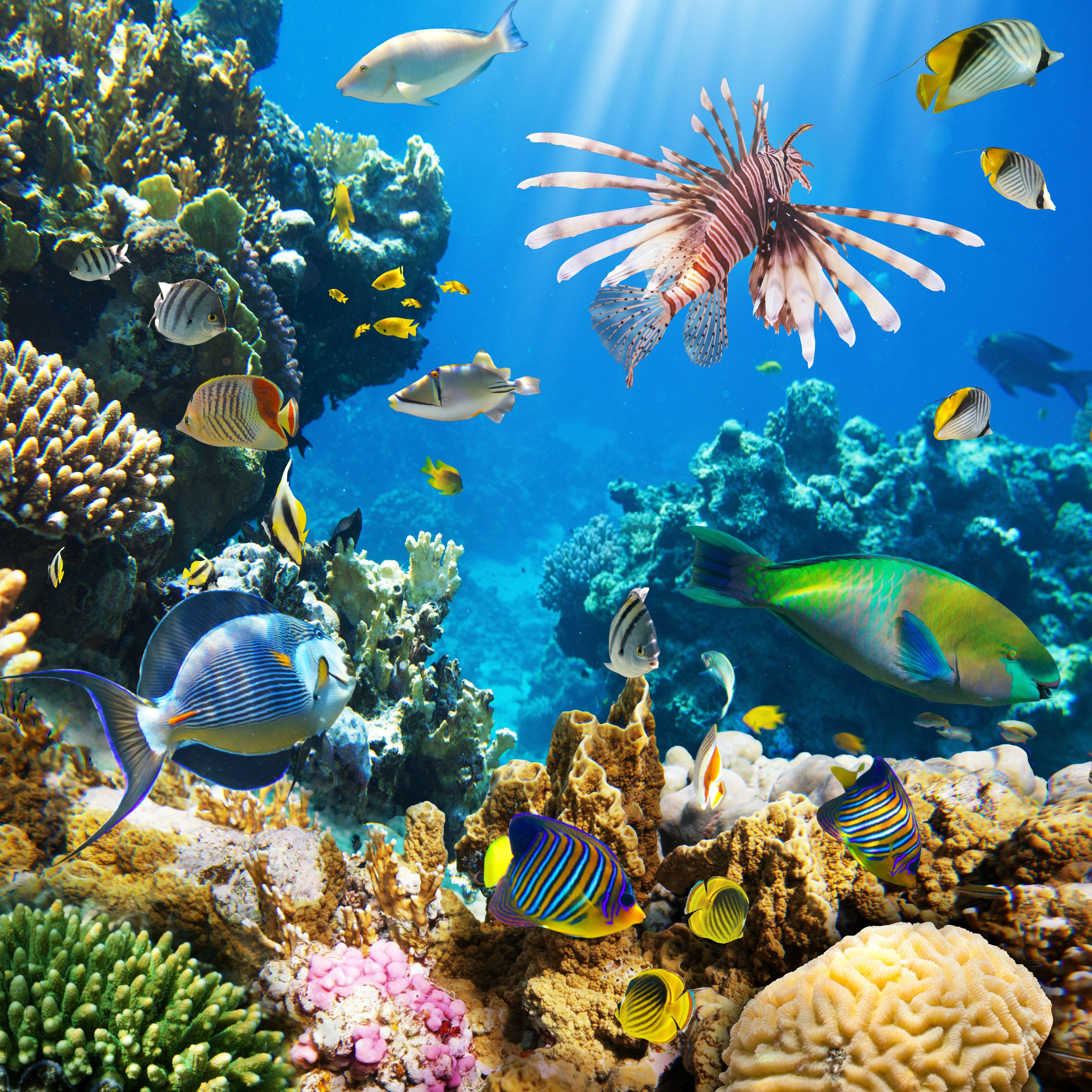 4500x4500 Wallpaper tropical, coral, reef, underwater, ocean, fishes, underwater wallpaper nature. Underwater wallpaper, Tropical fish, Ocean creatures