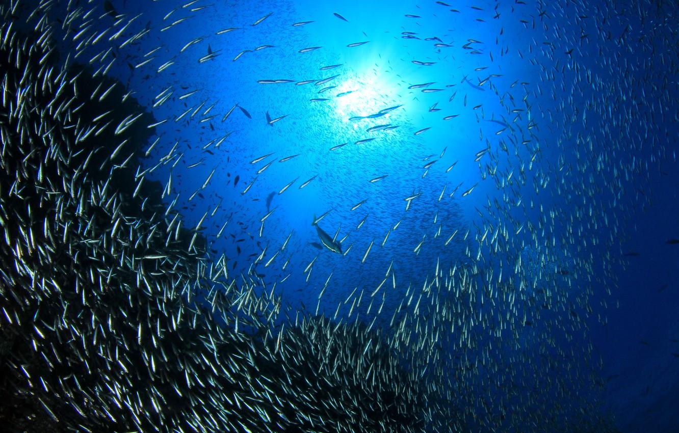 1332x850 Wallpaper light, ocean, fish image for desktop, section животные