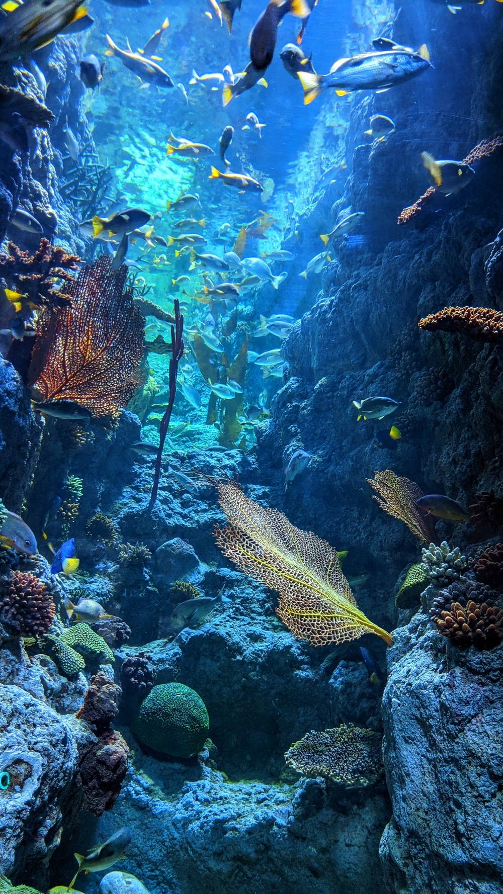 1000x1778 Coral Reef Picture [HQ]. Download Free Image