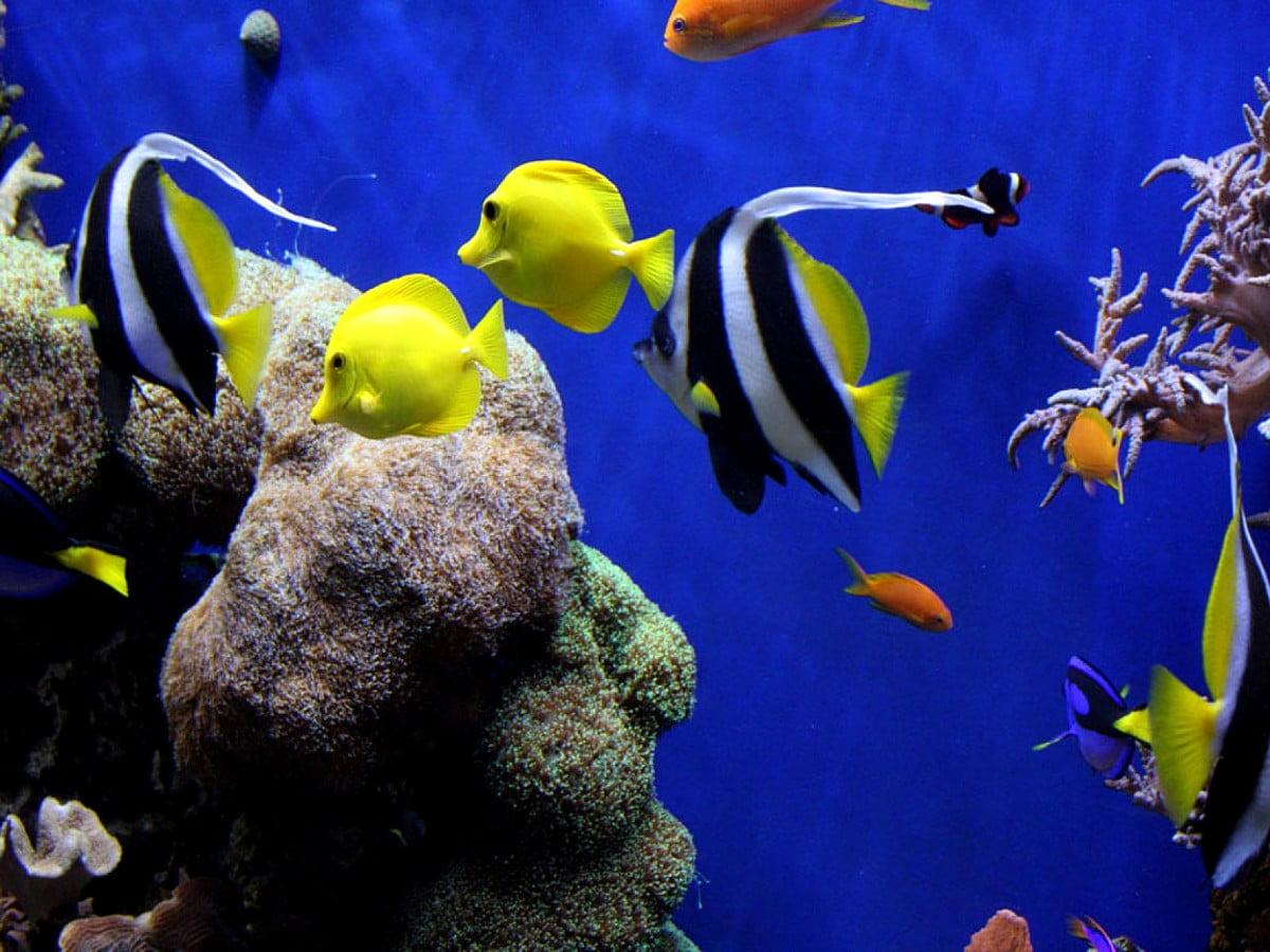 1200x900 Coral reef fish wallpaper HD. Download Free background
