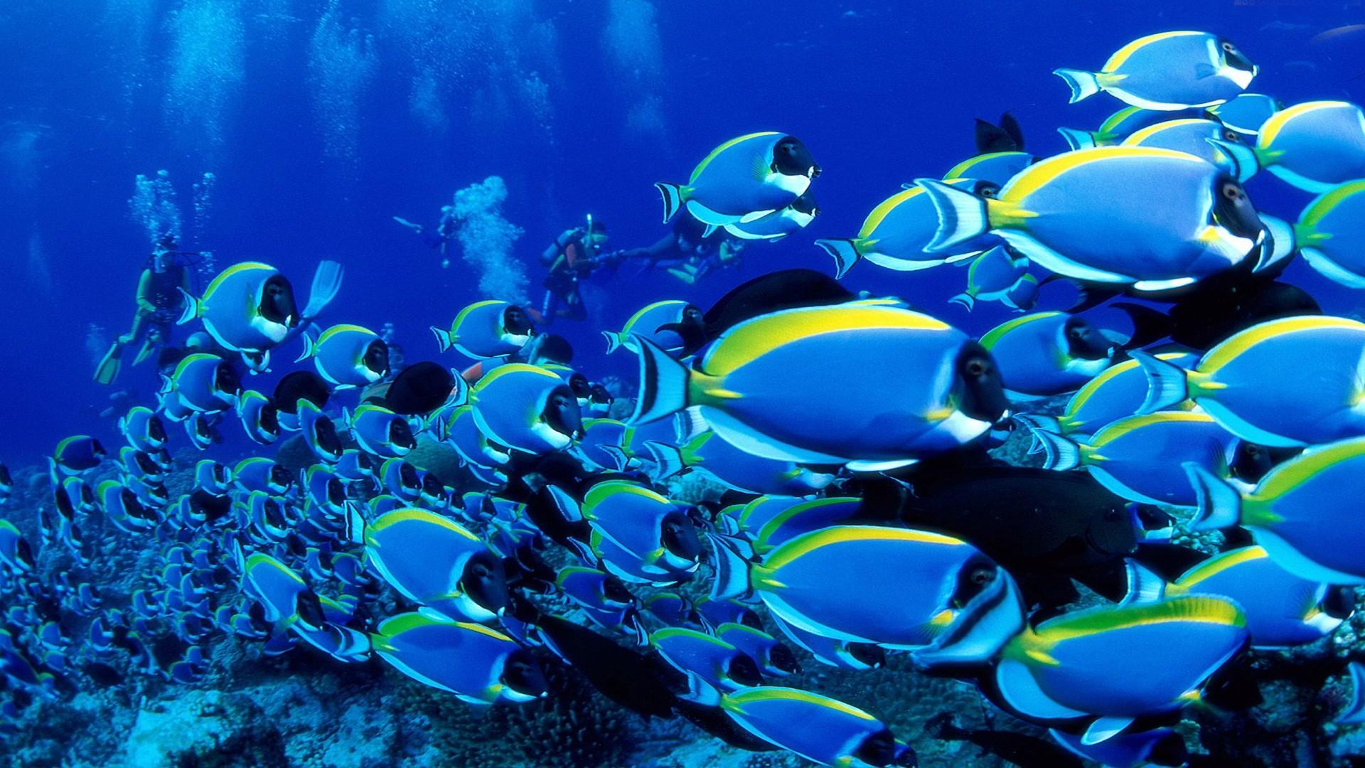 1920x1080 Free download Animals Ocean Tropical Fish Wallpaper Background HD [1920x1080] for your Desktop, Mobile & Tablet. Explore Fish Background. Fish Wallpaper, Fish Wallpaper for Desktop, Fish Tank Wallpaper