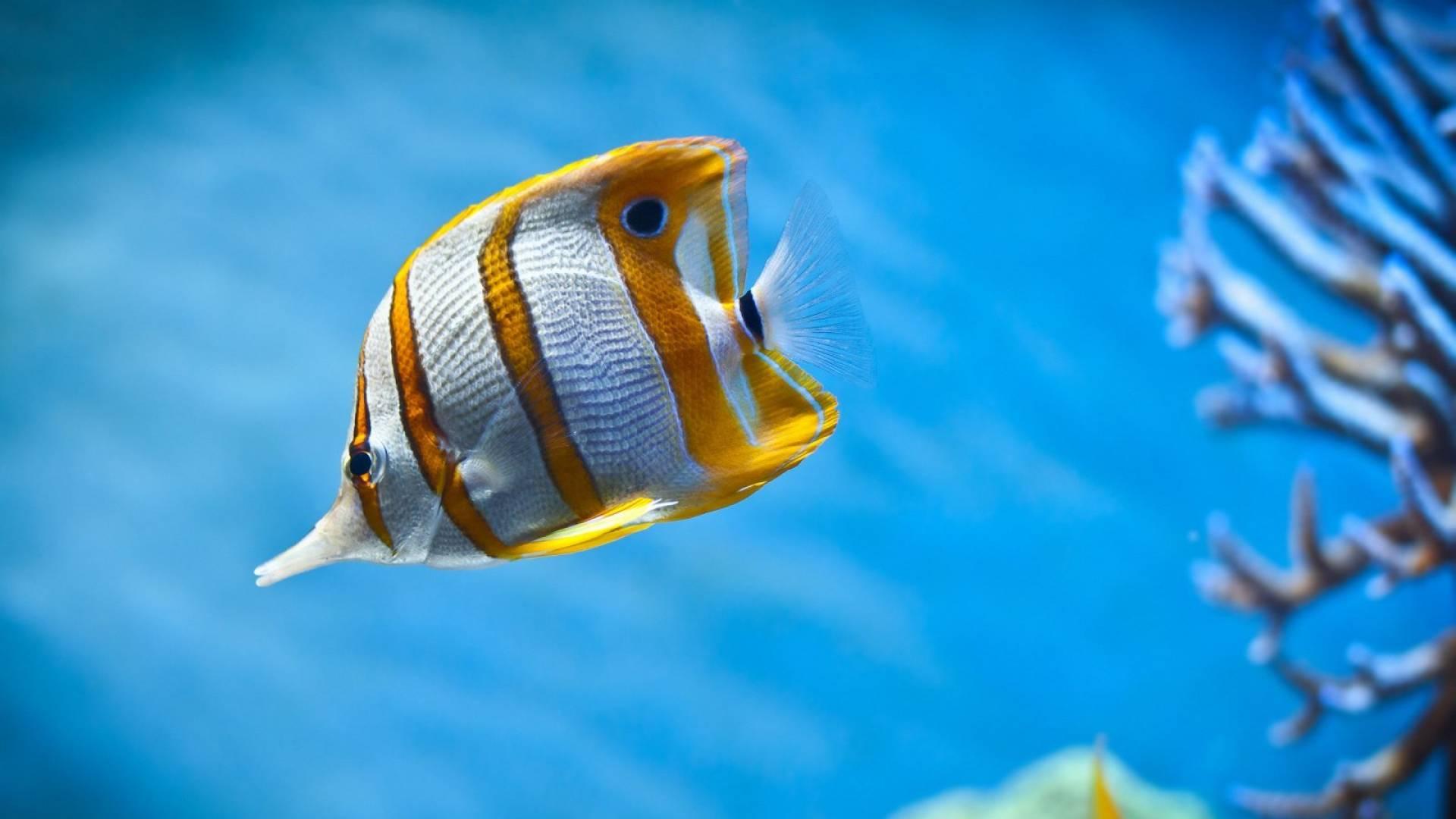 1920x1080 fish wallpaper for walls, fish, marine biology, coral reef fish, underwater, blue