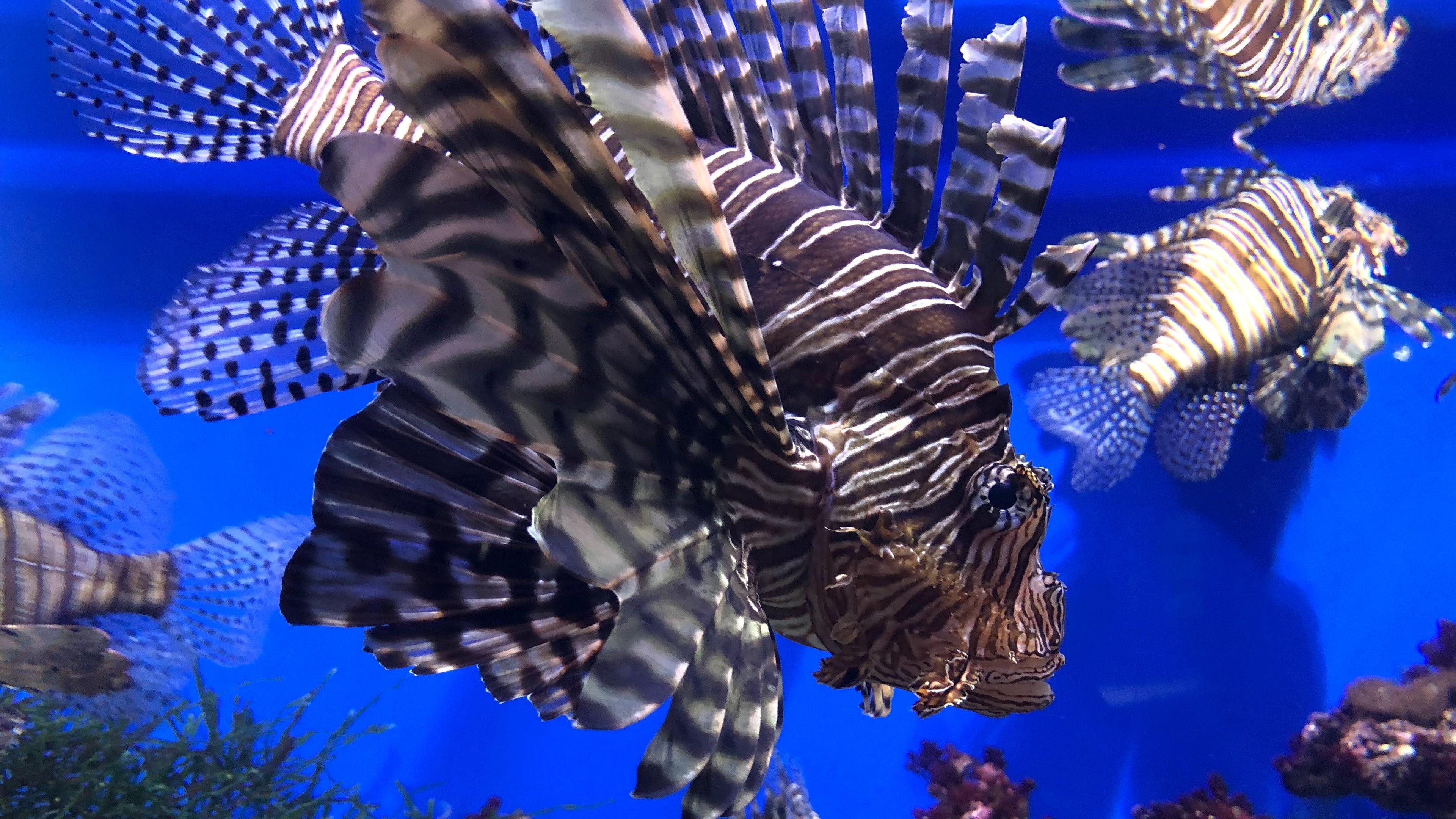 3840x2160 fish wallpaper hd, blue, lionfish, fish, marine biology, organism, cobalt blue, scorpionfish, electric blue, coral reef fish, bony fish