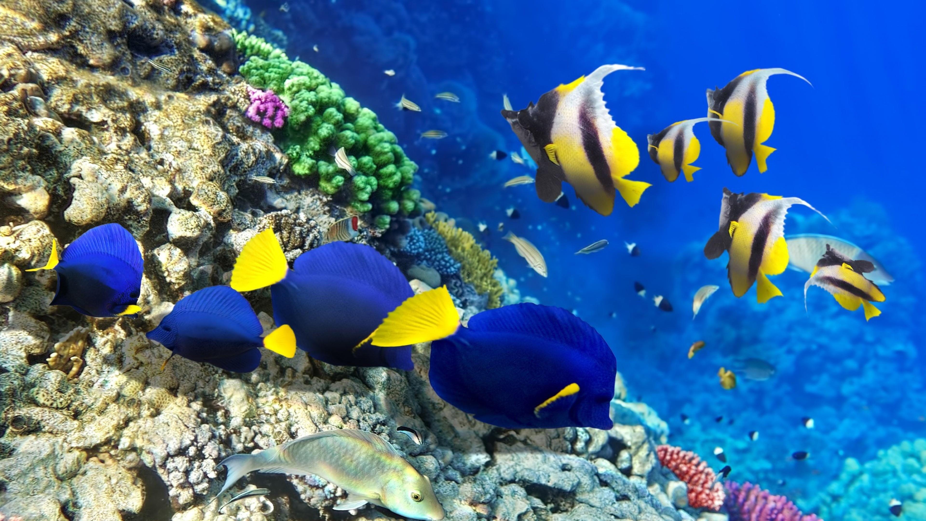 3840x2160 coral reef #photography coral reef fish #fish #fishes #pomacentridae #reef # coral #underwater #water stony co. Fish illustration, Pet fish, Coral reef photography