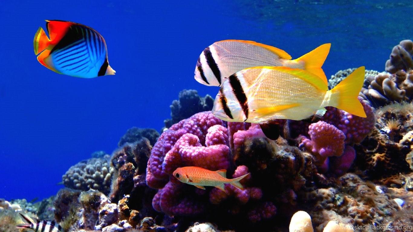 1366x768 Coral Reef Fish Wallpaper