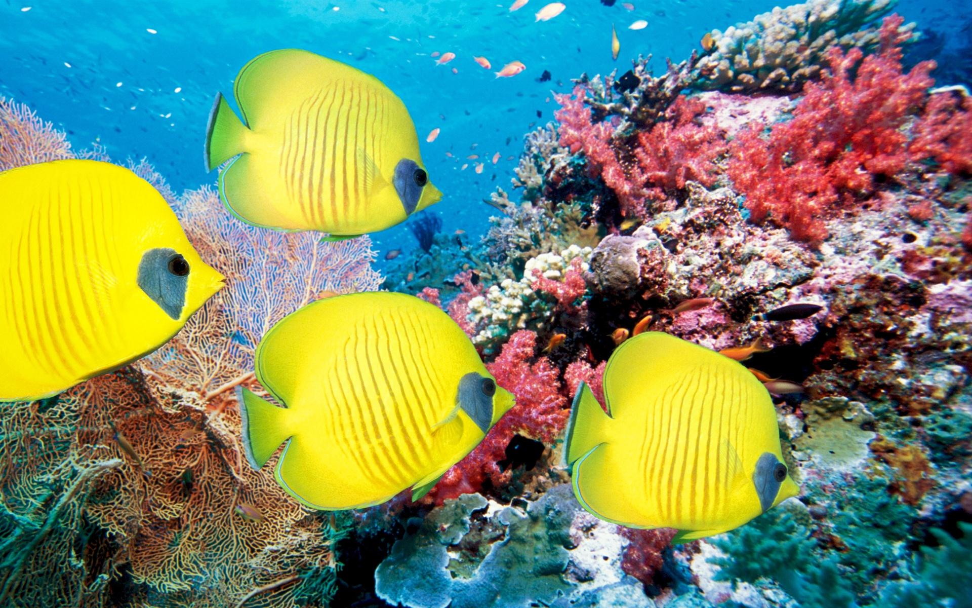 1920x1200 Underwater coral fish wallpaperx1200
