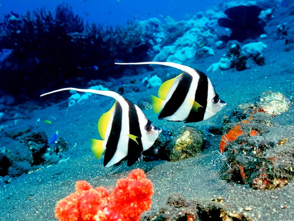 1200x900 Ocean Life, Underwater World, Coral Reef Fish wallpaper. Best Free Download background
