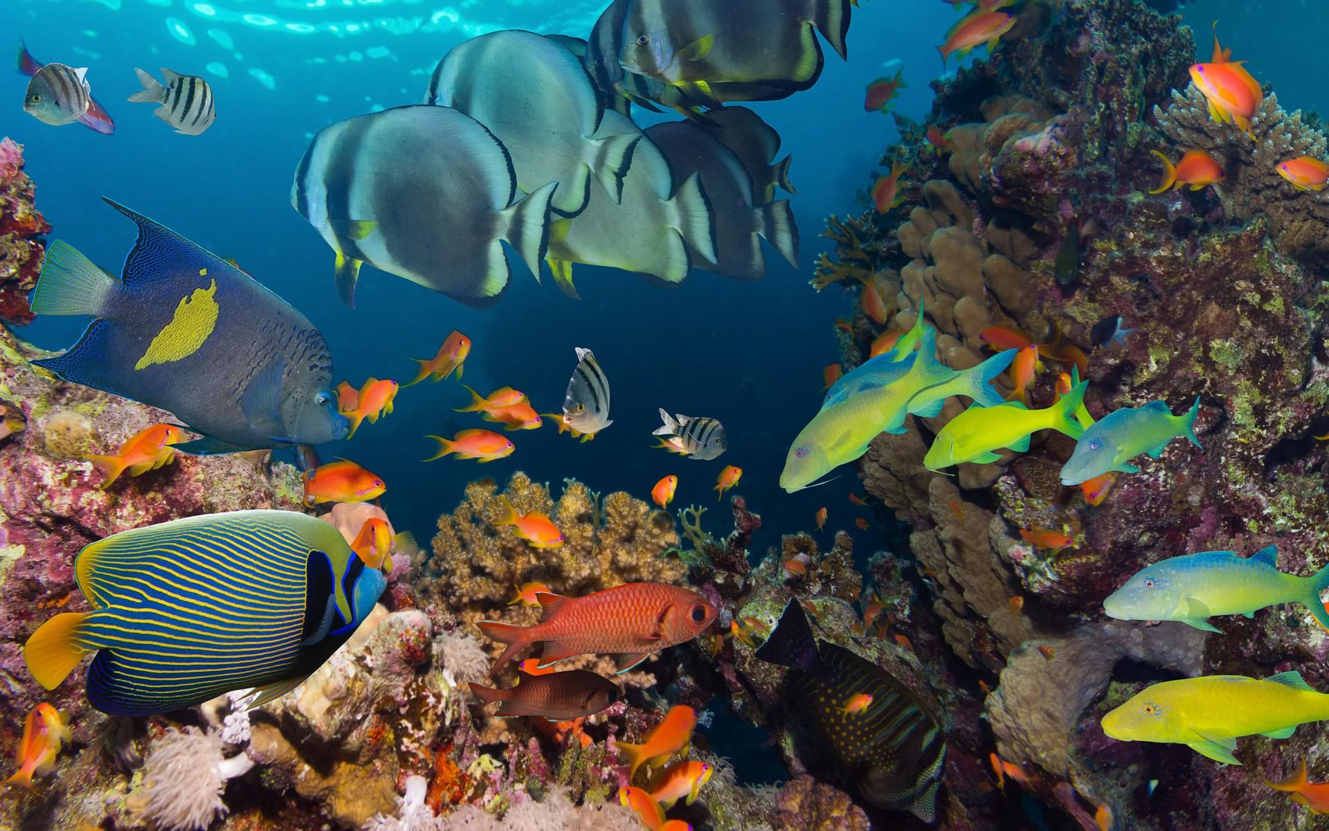 1920x1200 Ocean Underwater Tropical Reef Fish Colorful Coral Wallpaper HD :