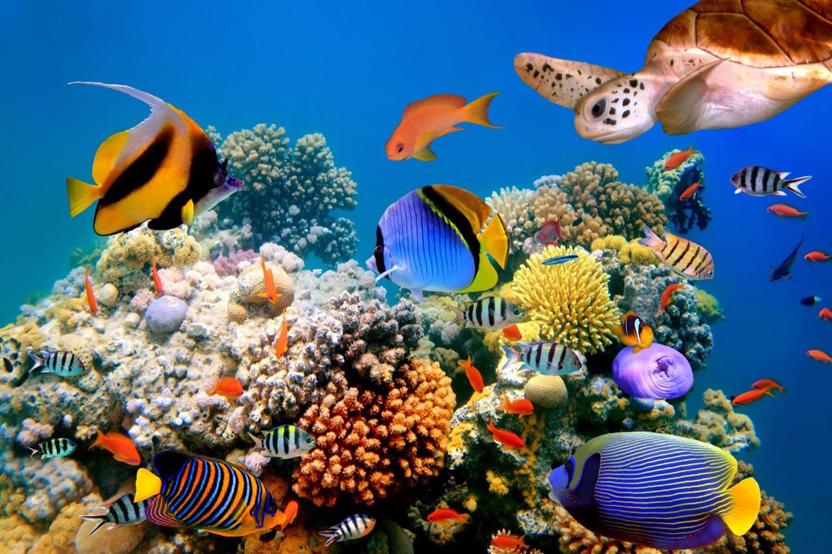 1650x1100 Vivid Colourful Reef Wall Mural, custom made to suit your wall size by the UK's No.1 for murals. Custom de. Underwater fish, Underwater wallpaper, Coral wallpaper