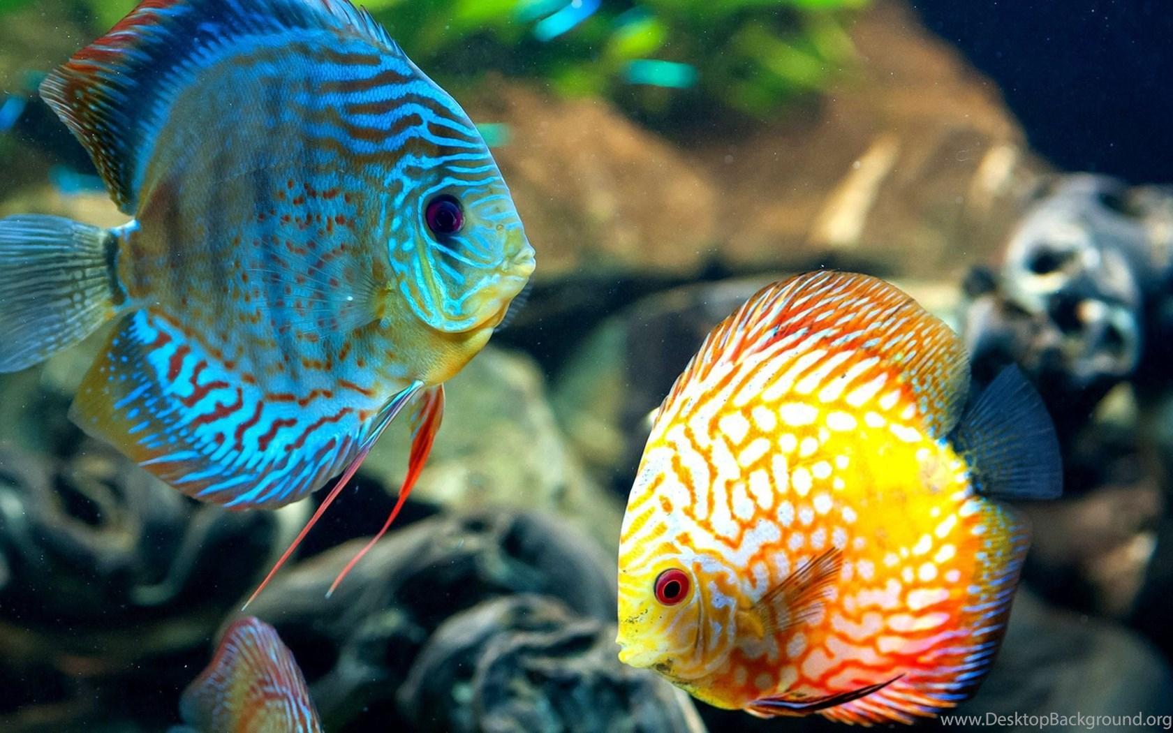 1680x1050 Coral Reef Fish Wallpaper HD 1080p For Desktop Desktop Background