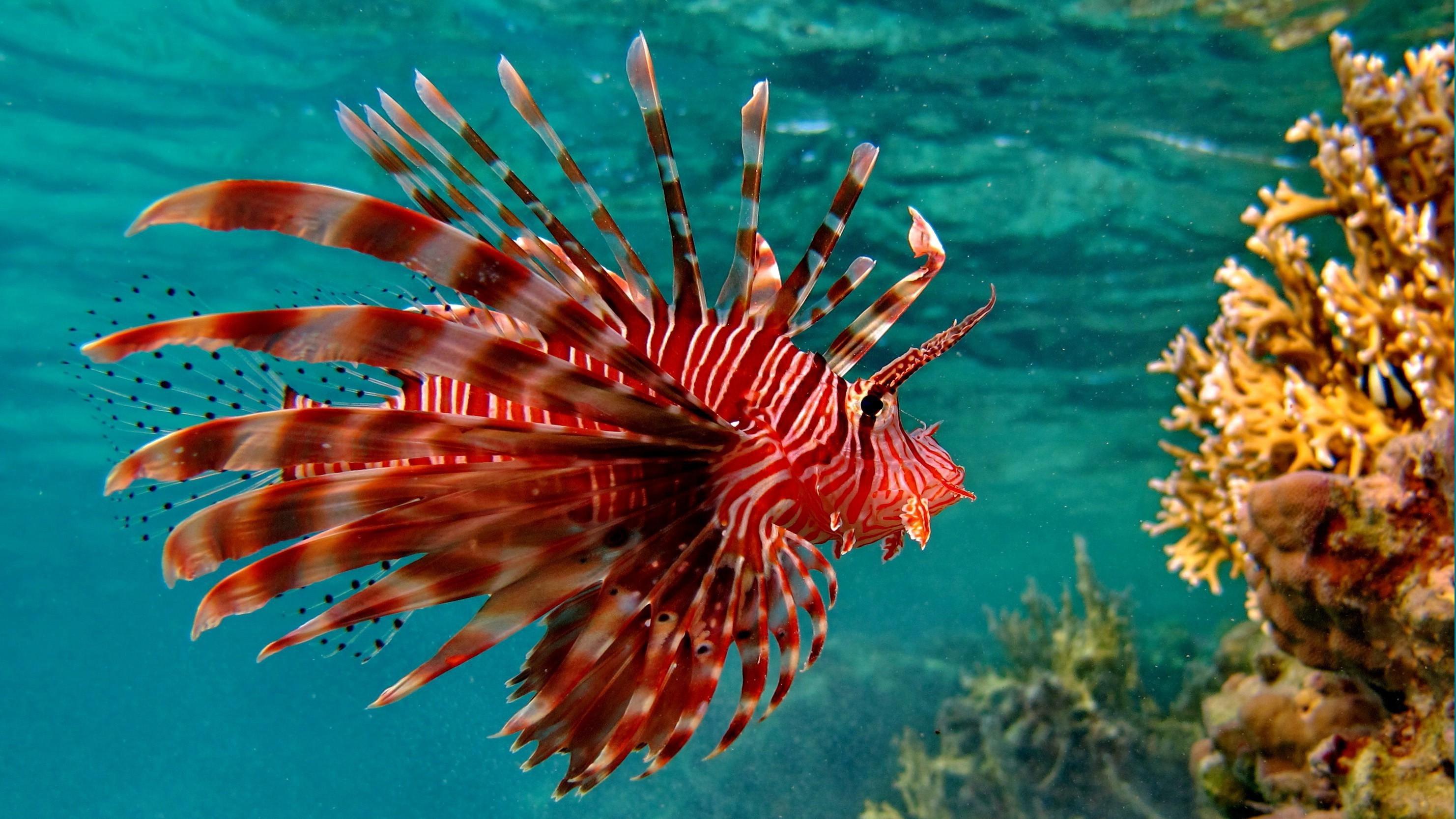2963x1667 lionfish animals coral fish wallpaper