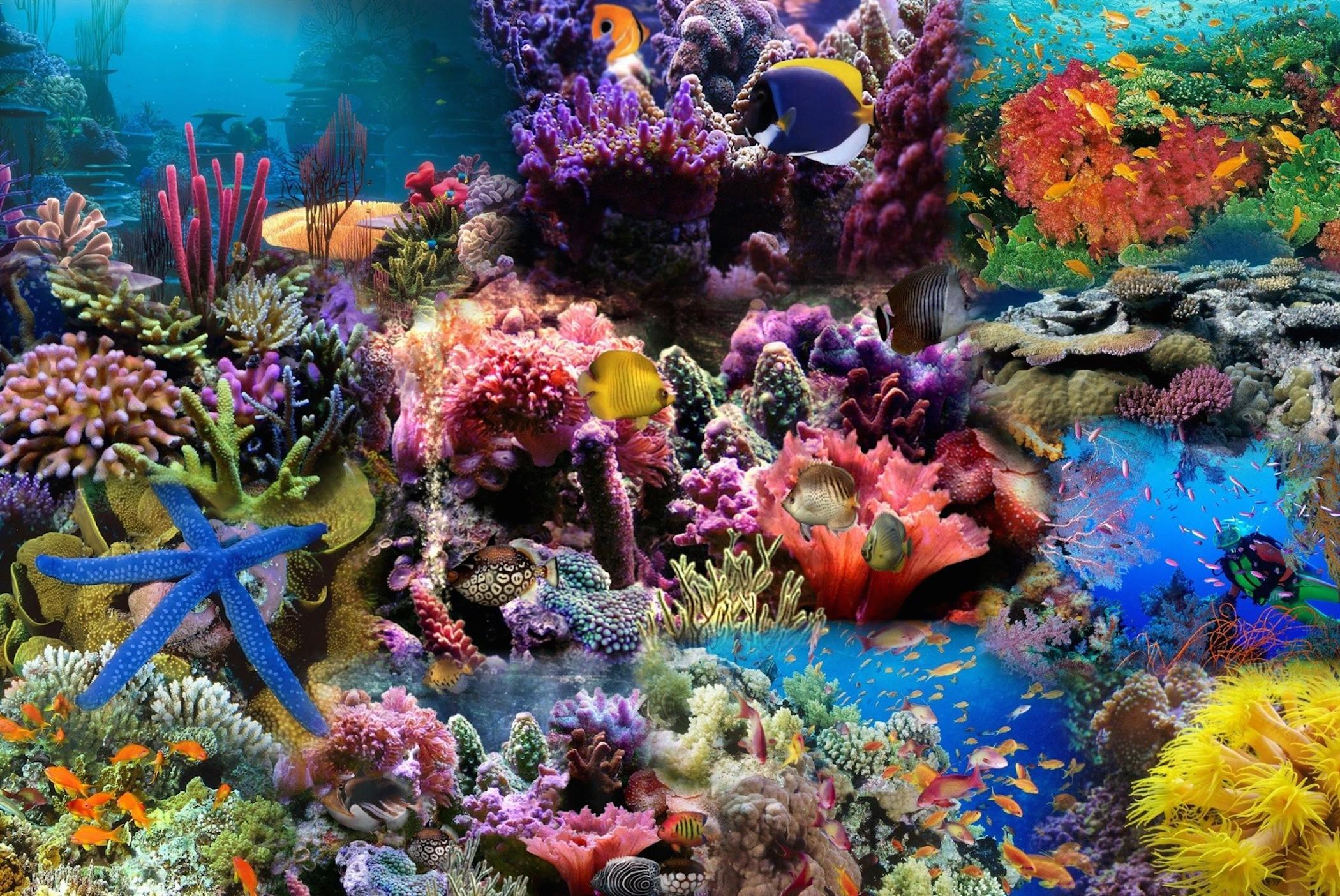 2100x1404 Red Sea Coral Reef Fish Wallpaper Reef Downloads