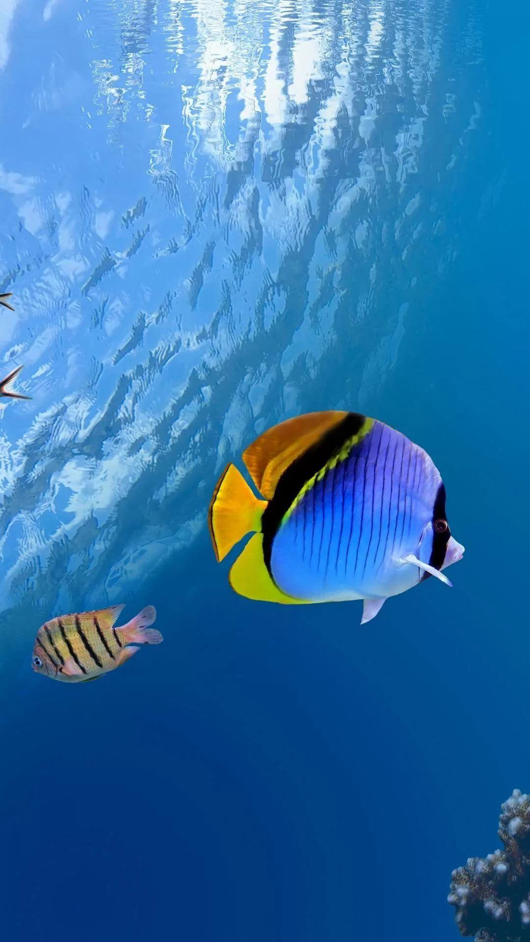 1080x1920 free wallpaper download, fish, coral reef fish, underwater, marine biology, fish, pomacanthidae, natural environment, pomacentridae, organism, butterflyfish