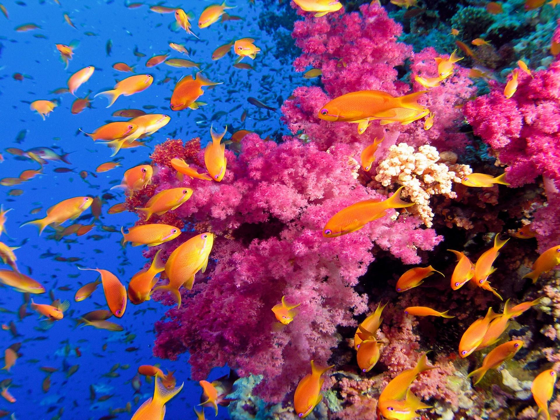 1920x1440 Ocean Sea Tropical Coral Reefs Orange Fish Wallpaper HD :