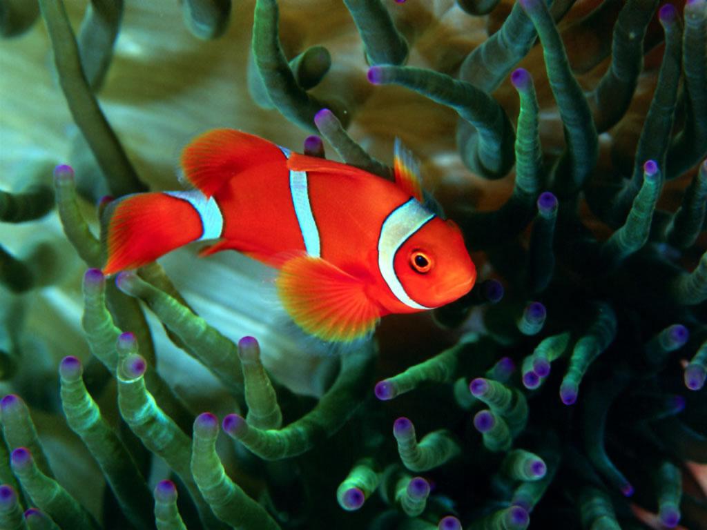 1024x768 Animals Reef Fish Wallpaper.3 Wallpaper 1024x768