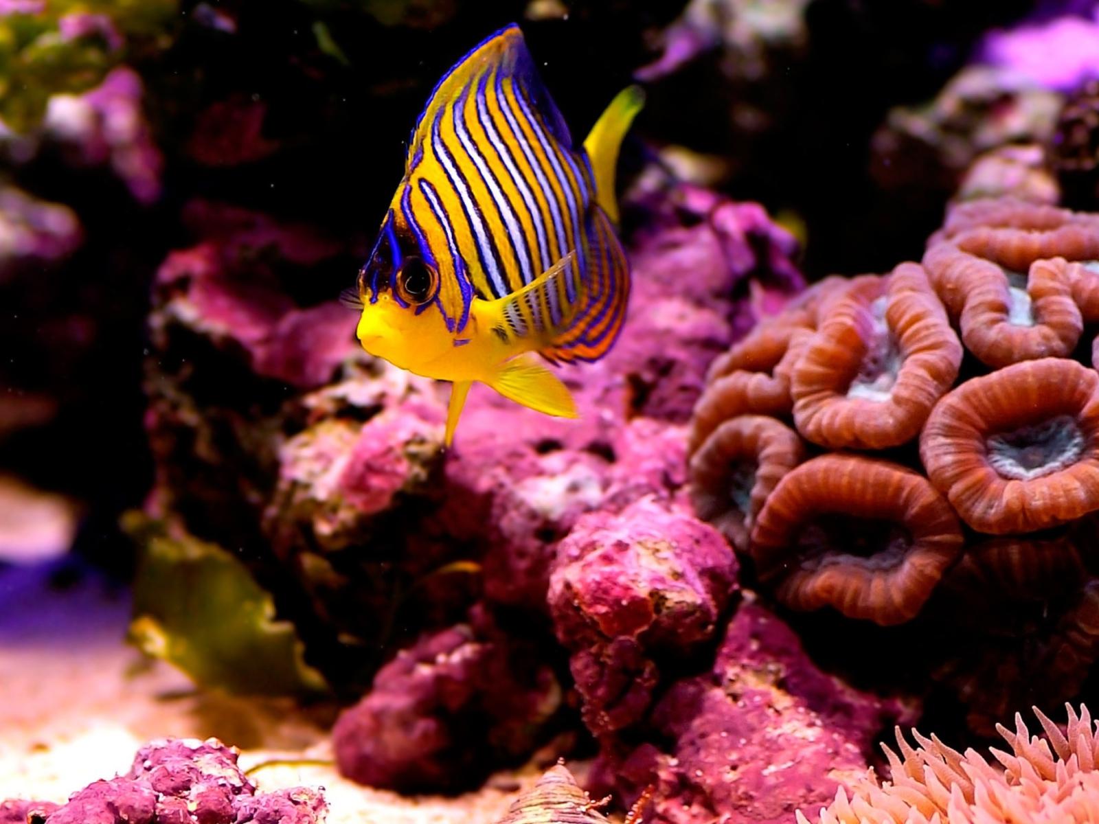 1600x1200 Reef Fish Wallpaper for Fullscreen Deskx1200
