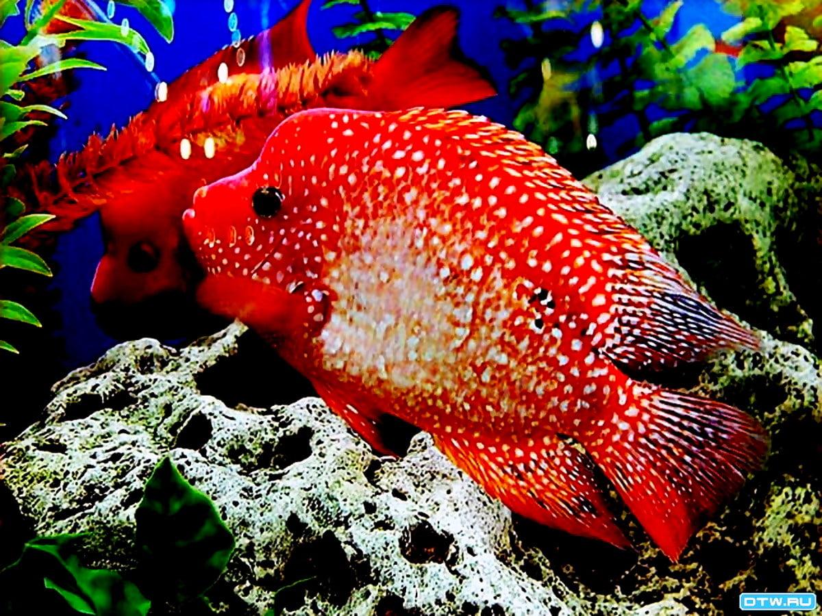 1200x900 HD Coral reef fish wallpaper. Download Free background