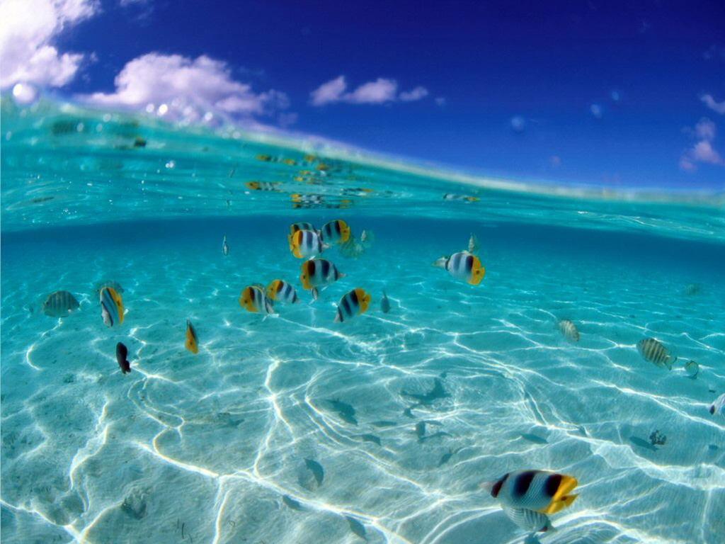 1024x768 Animals Reef Fish Wallpaper.1 Wallpaper 1024x768