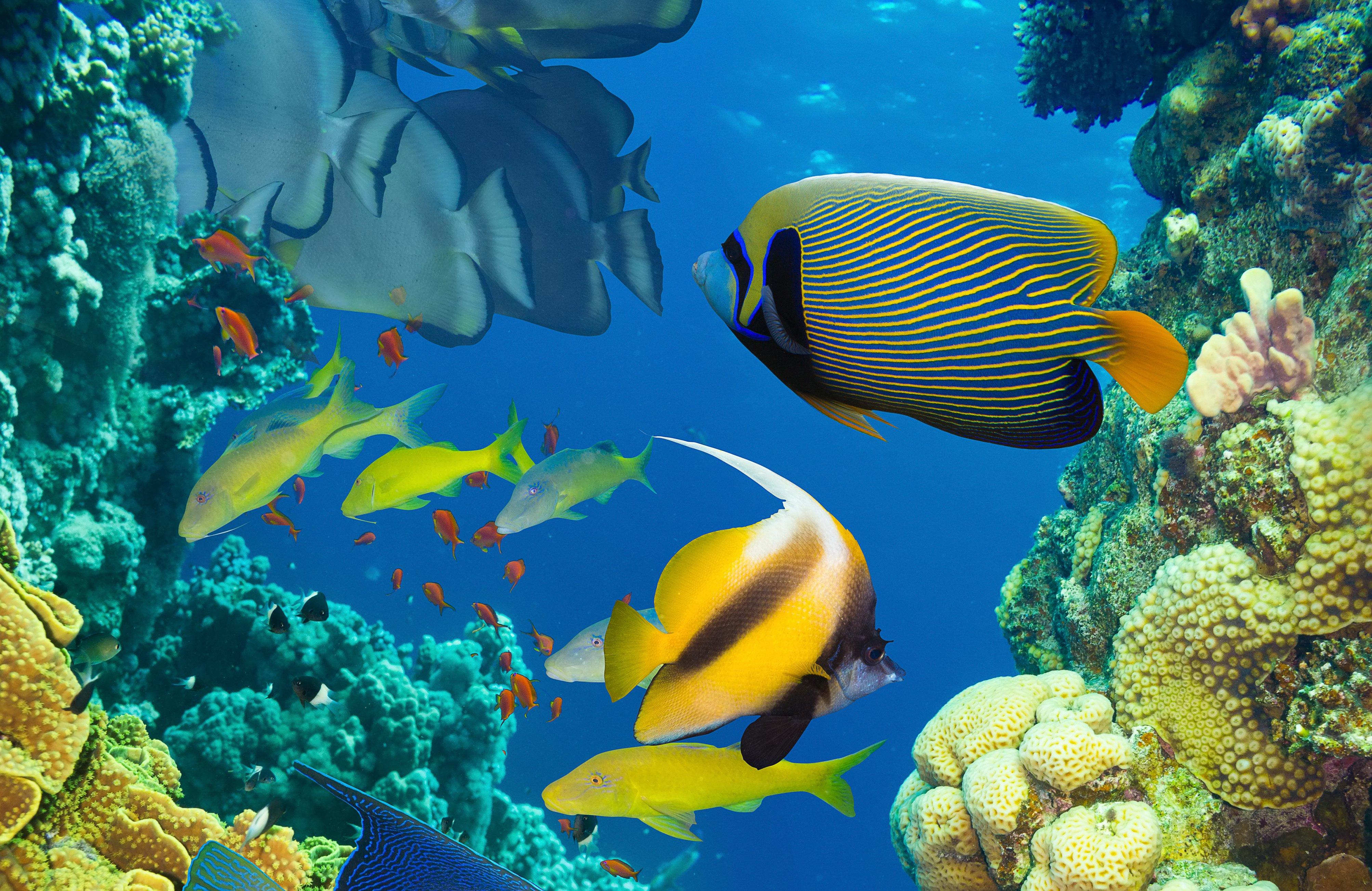 4012x2604 Underwater fish fishes ocean sea tropical reef wallpaperx2604