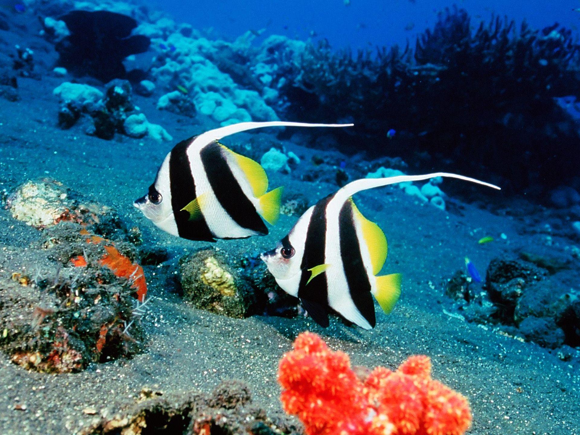 1920x1440 Tropical Fish Wallpaper, HD Tropical Fish Background