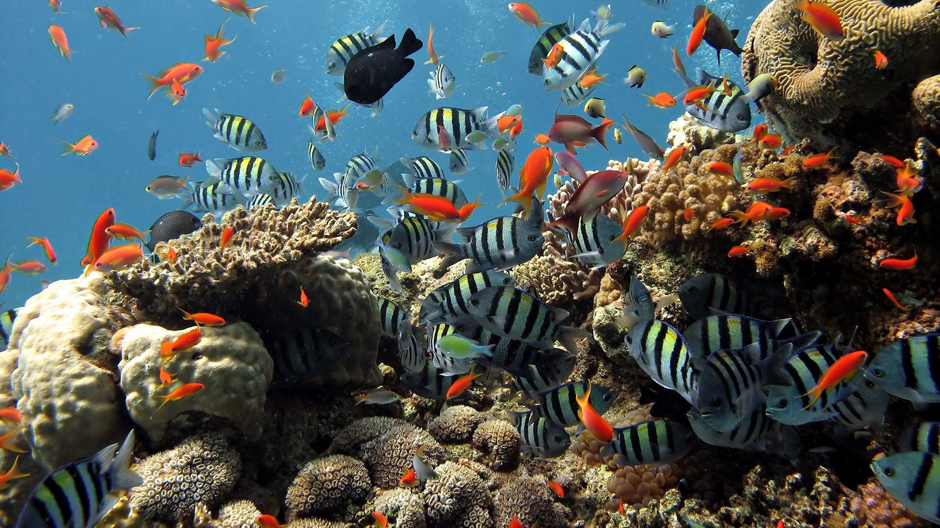 1920x1080 Coral Reef Fish Wallpaper 6349 1920x1080 px