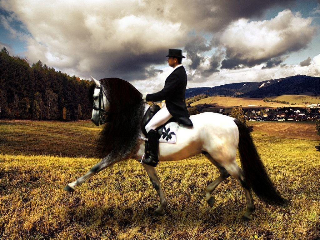 1024x768 Dressage Wallpaper