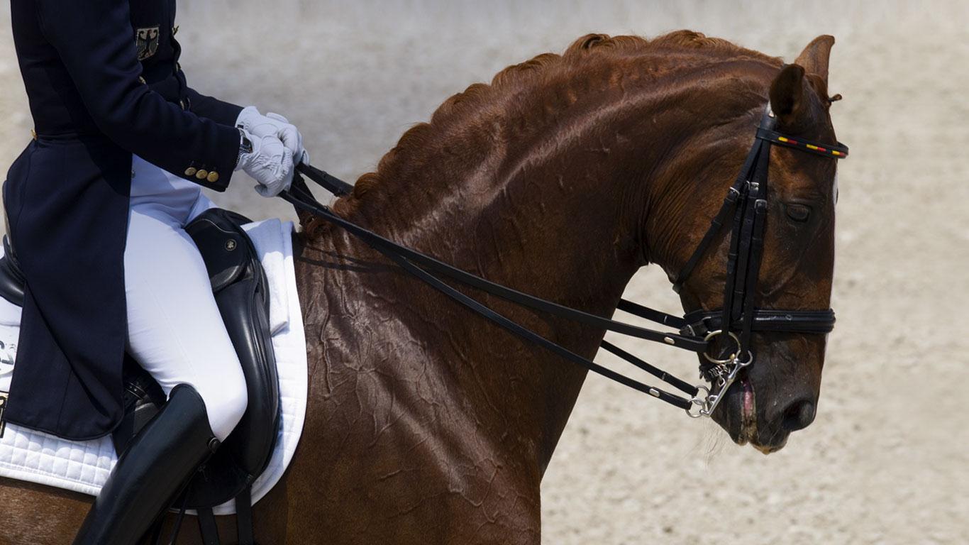 1366x768 Dressage Wallpaper