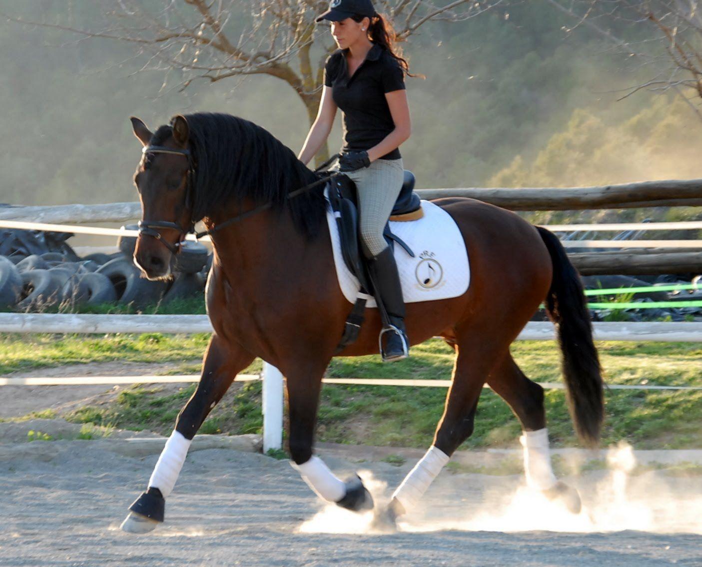 1405x1135 Dressage Wallpaper