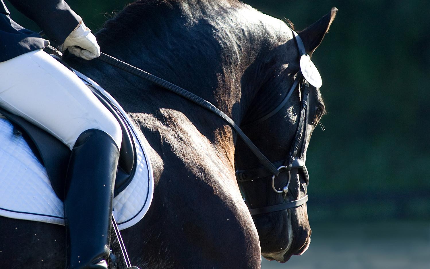1498x940 Centerline Events Dressage Show Management