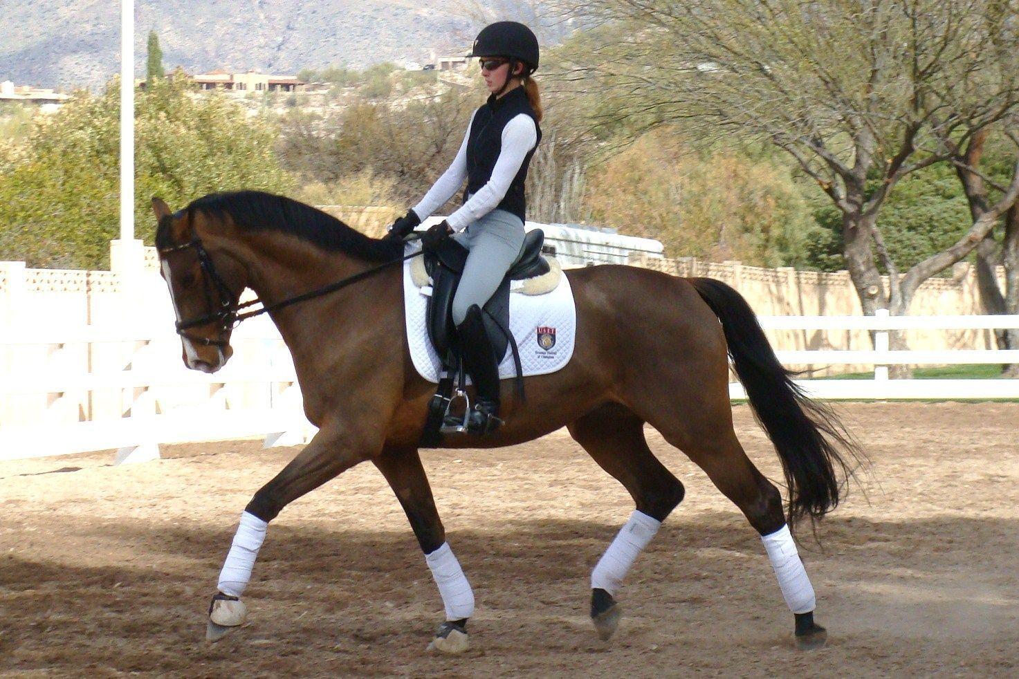 1473x982 Free download Dressage Wallpaper [1473x982] for your Desktop, Mobile & Tablet. Explore Dressage Wallpaper. Dressage Wallpaper