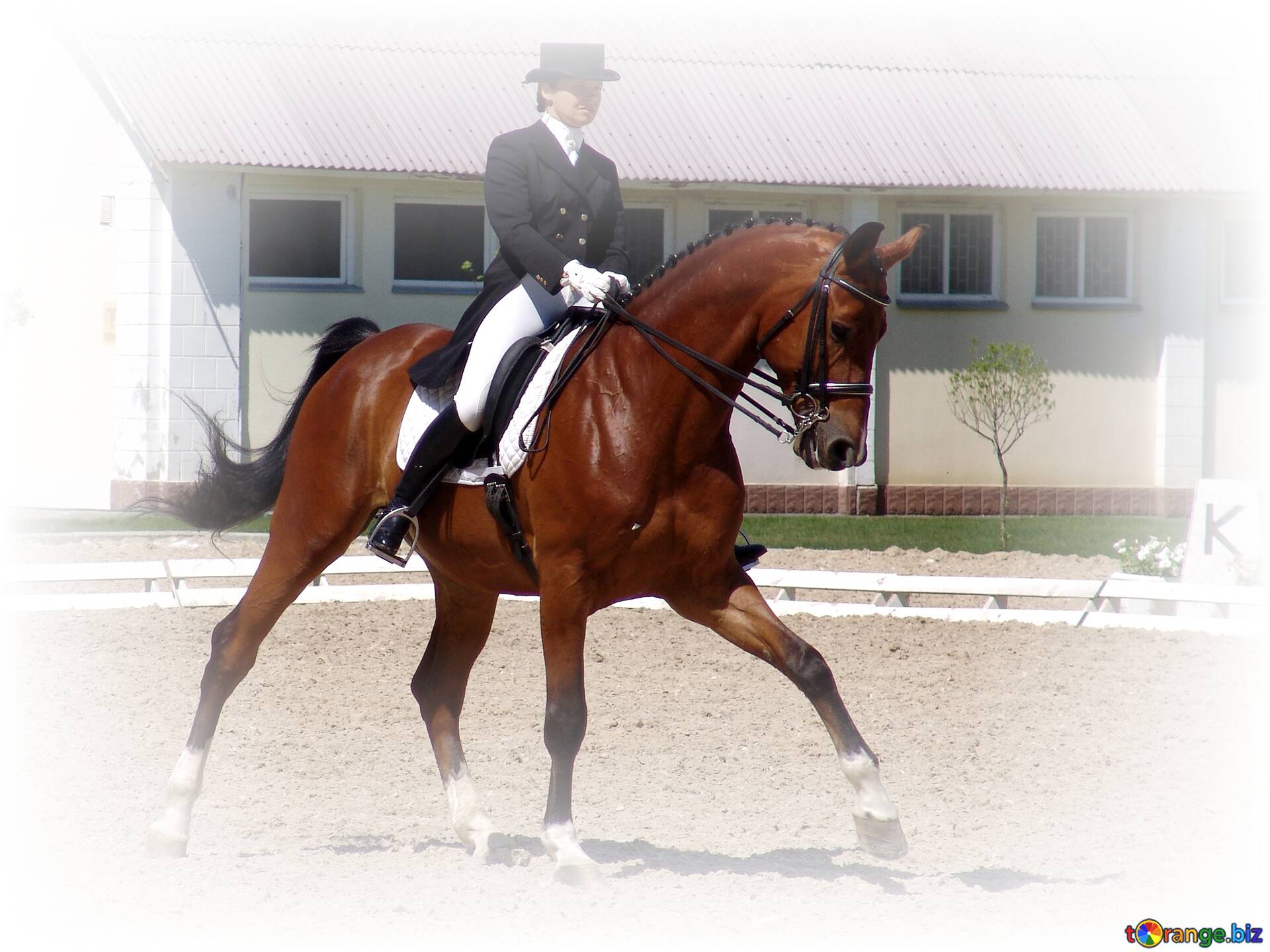 1920x1440 Download Free Picture Dressage Horse On CC BY License Free Image Stock TOrange.biz Fx №207511