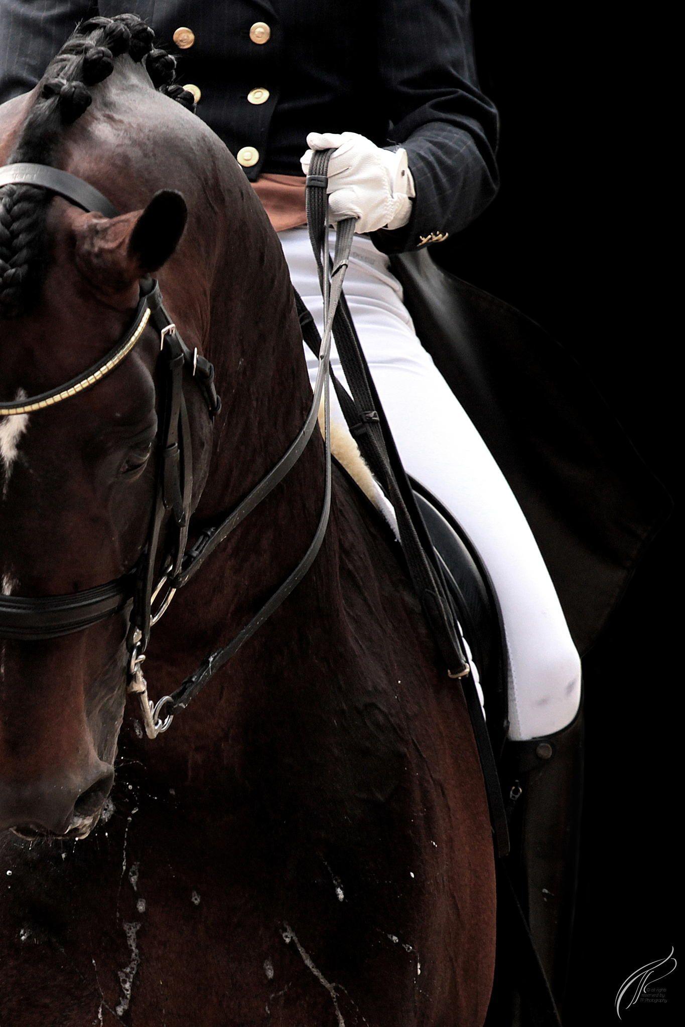 1365x2048 Dressage by TP Photography / 500px. Horses, Dressage horses, Horse equestrian