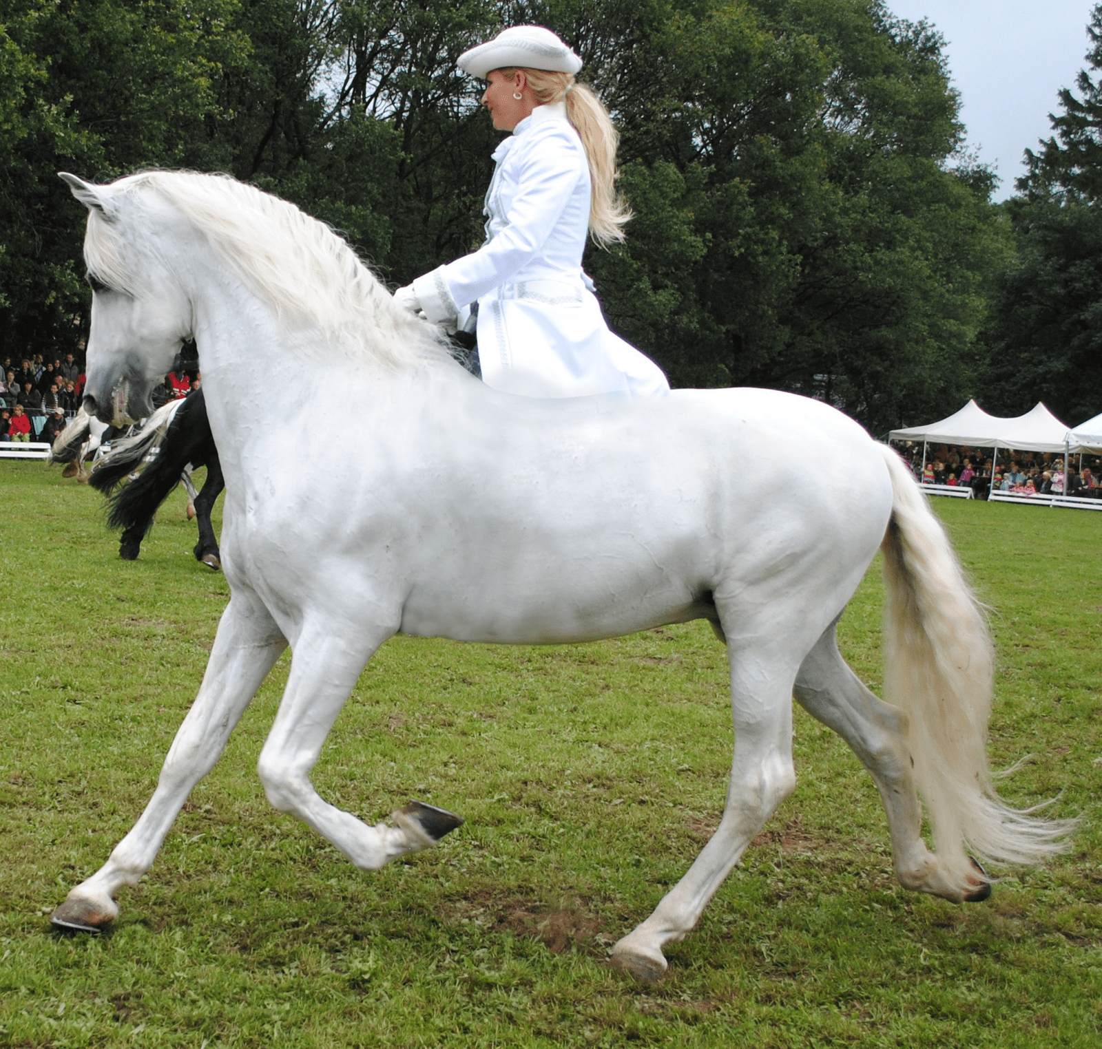 1600x1524 Free download Removed Tack white dressage by jennasettle [1600x1524] for your Desktop, Mobile & Tablet. Explore Dressage Wallpaper. Dressage Wallpaper