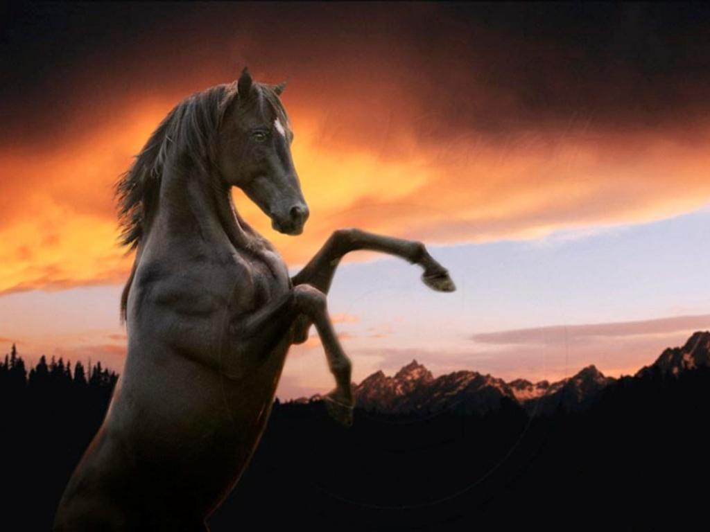 1024x768 animals horses vision of horse dressage