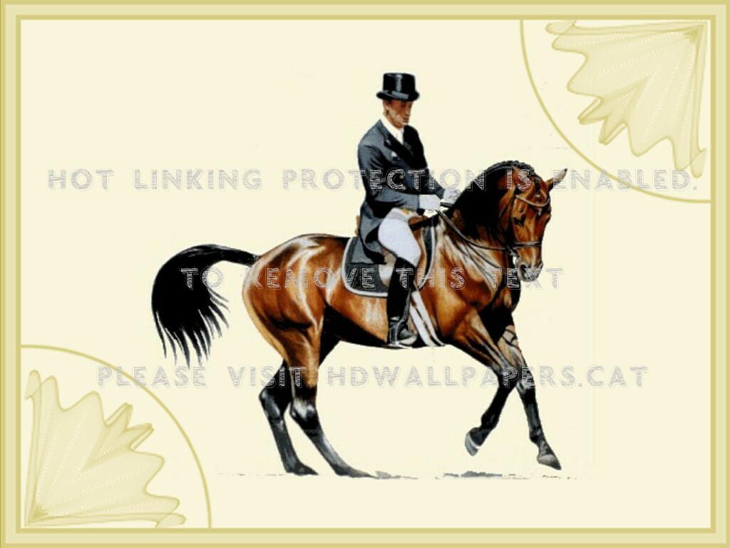 1024x768 dressage horse and rider f2 canter janet