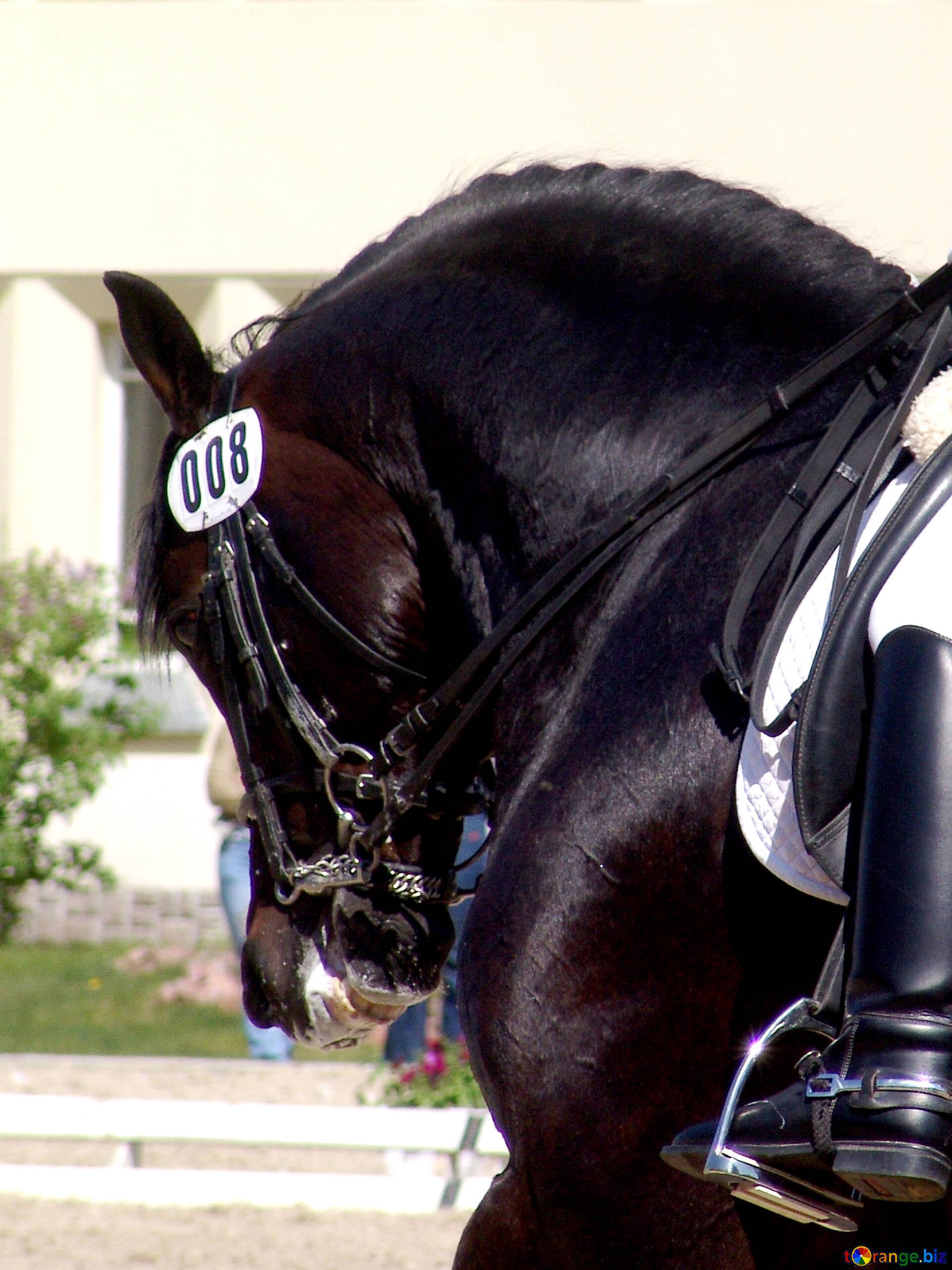 1920x2560 Equestrian Sport Image Black Stallion. Dressage Image Sport № 761. Torange.biz Free Pics On Cc By License