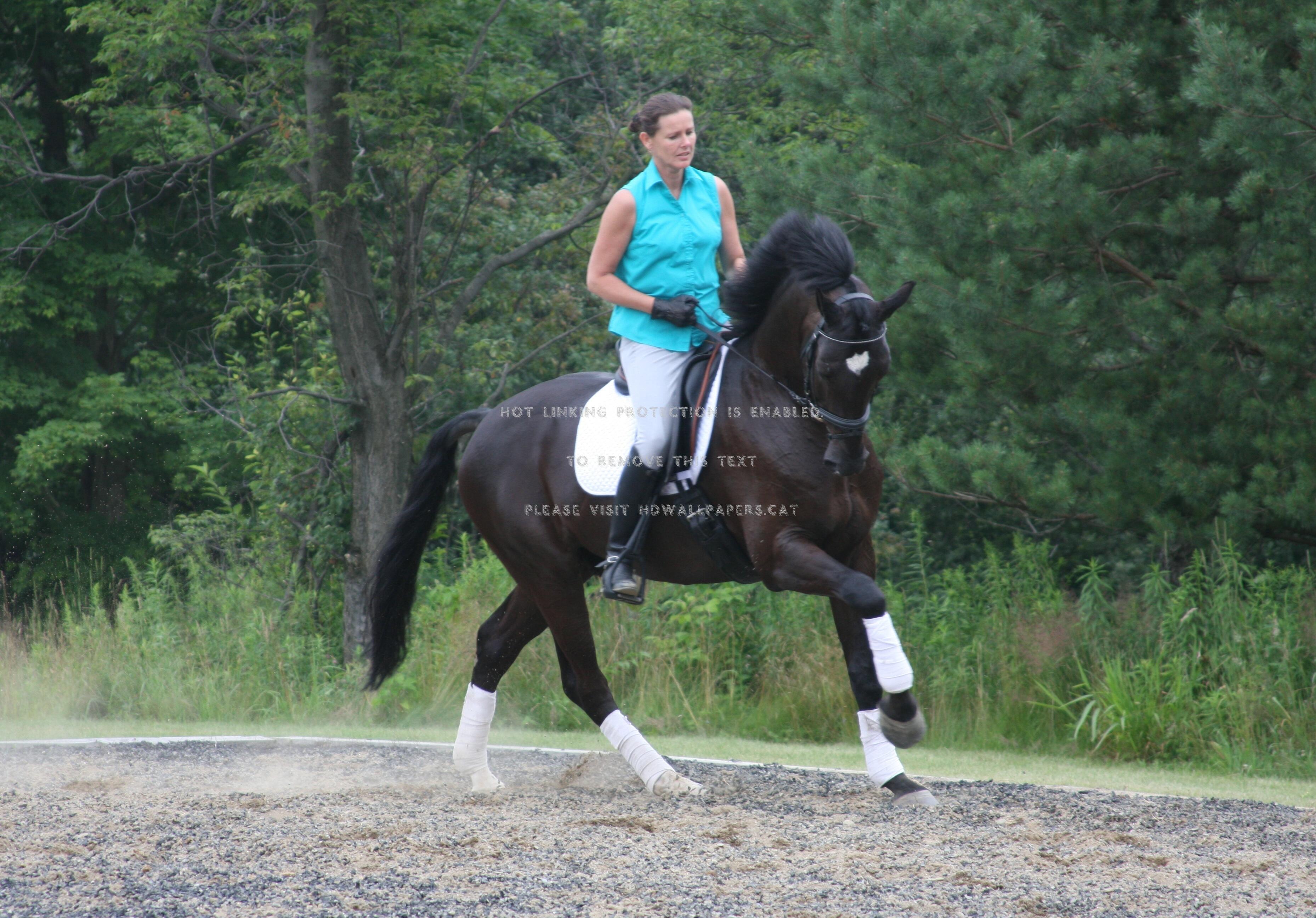 3716x2592 dressage practice equus shows horse animals